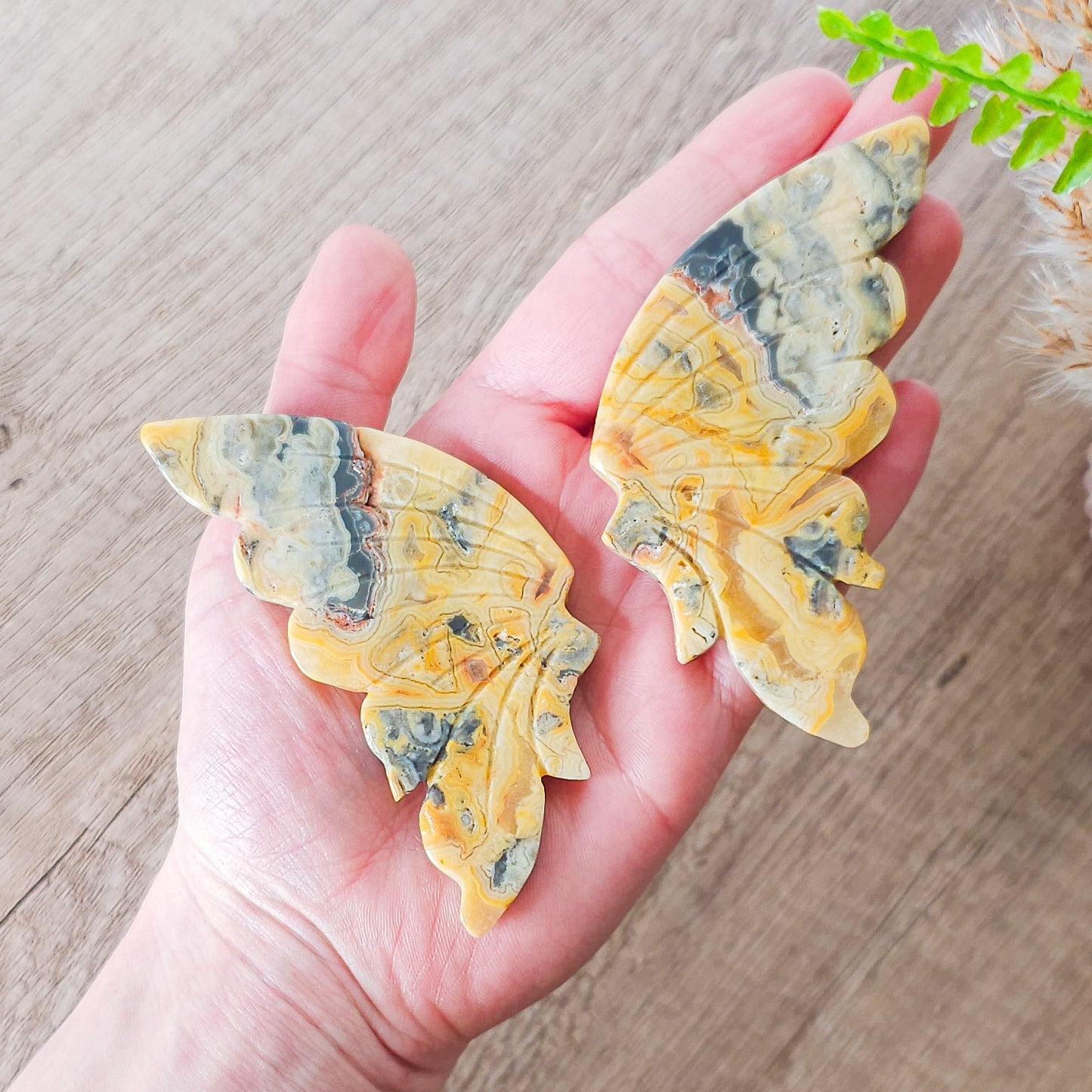 Crazy Lace Agate Butterfly Wings on the stand