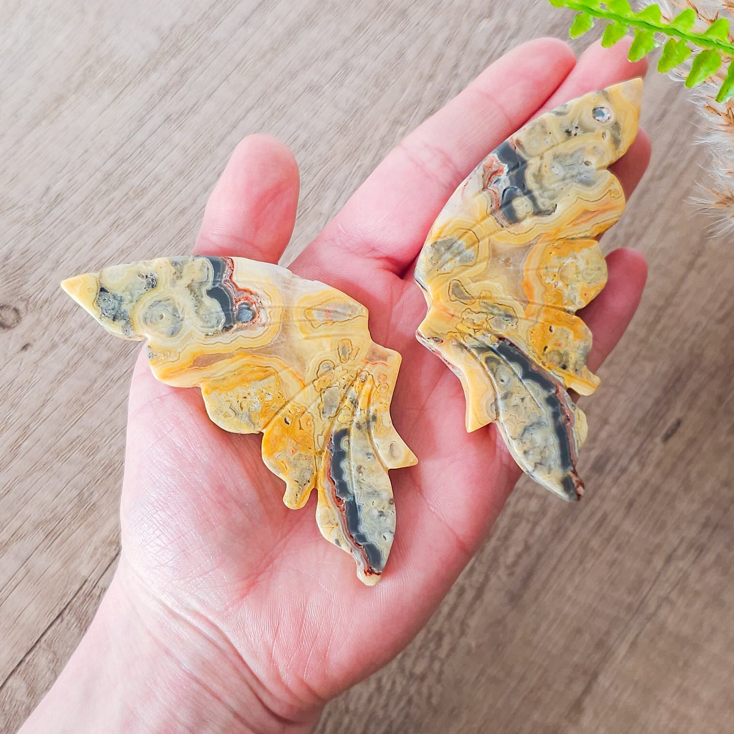 Crazy Lace Agate Butterfly Wings on the stand