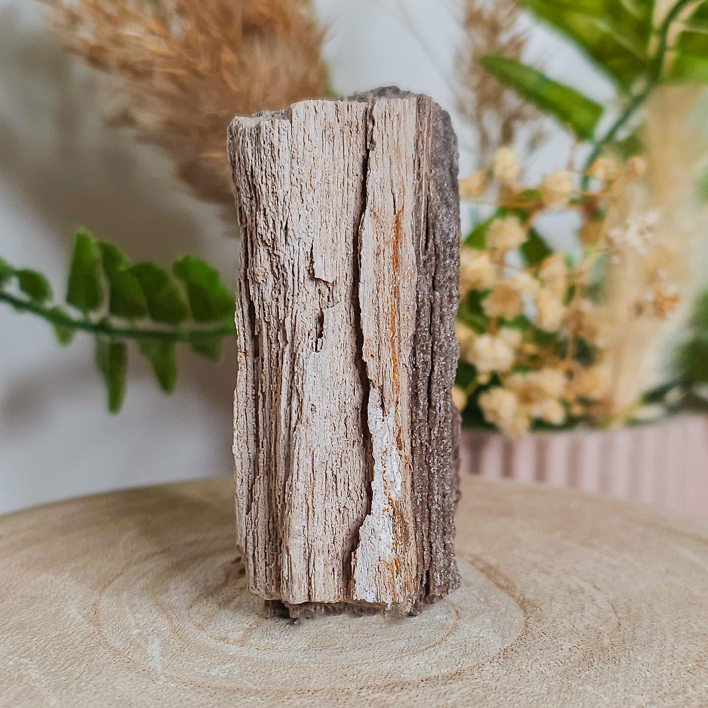 Rare Permineralized Wood (Petrified Wood) with very Sparkly Microcrystalline Quartz