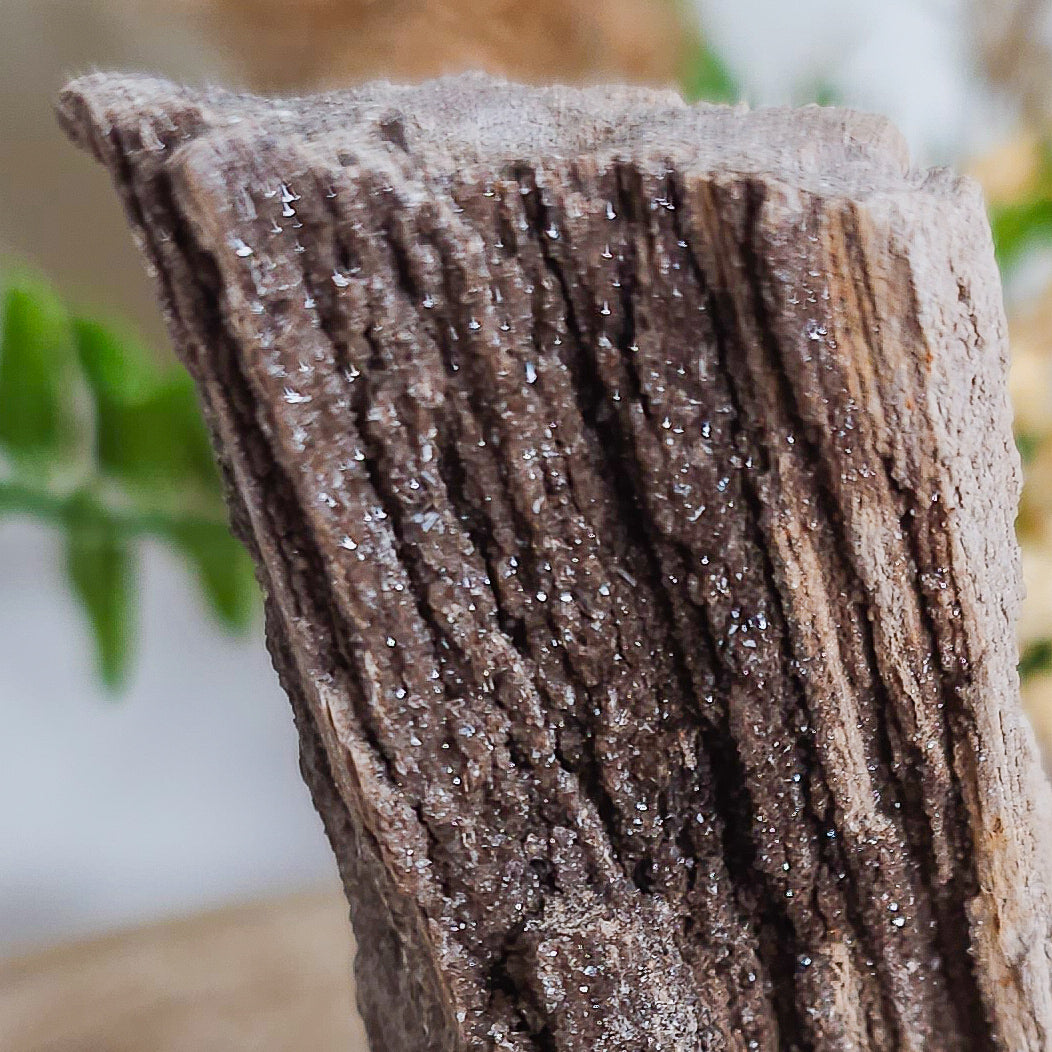 Rare Permineralized Wood (Petrified Wood) with very Sparkly Microcrystalline Quartz