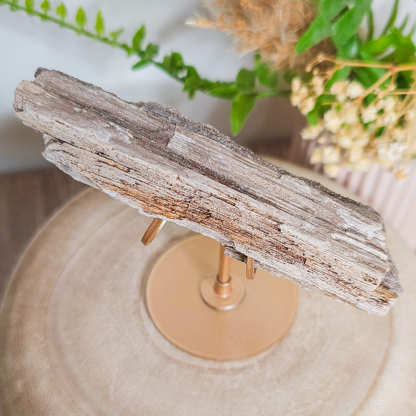 Rare Permineralized Wood (Petrified Wood) with very Sparkly Microcrystalline Quartz