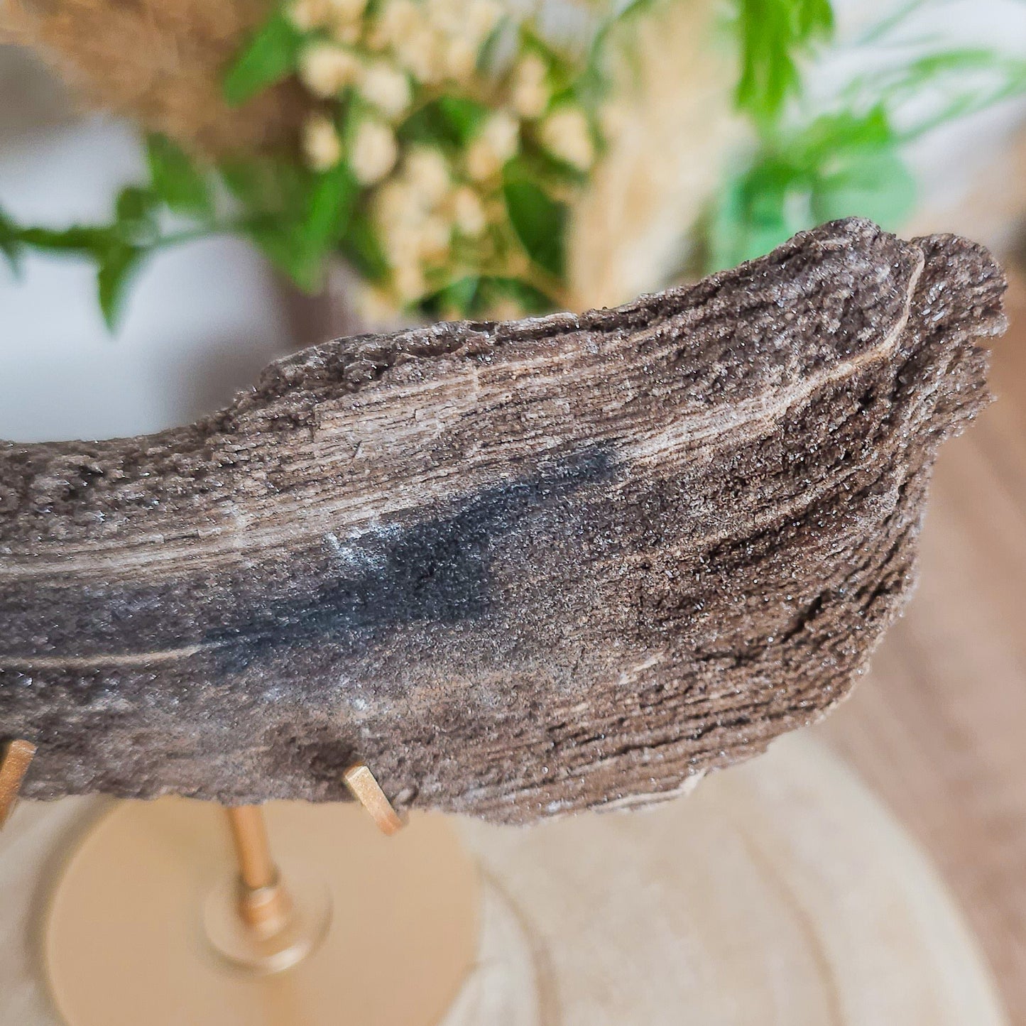 Rare Permineralized Wood (Petrified Wood) with very Sparkly Microcrystalline Quartz