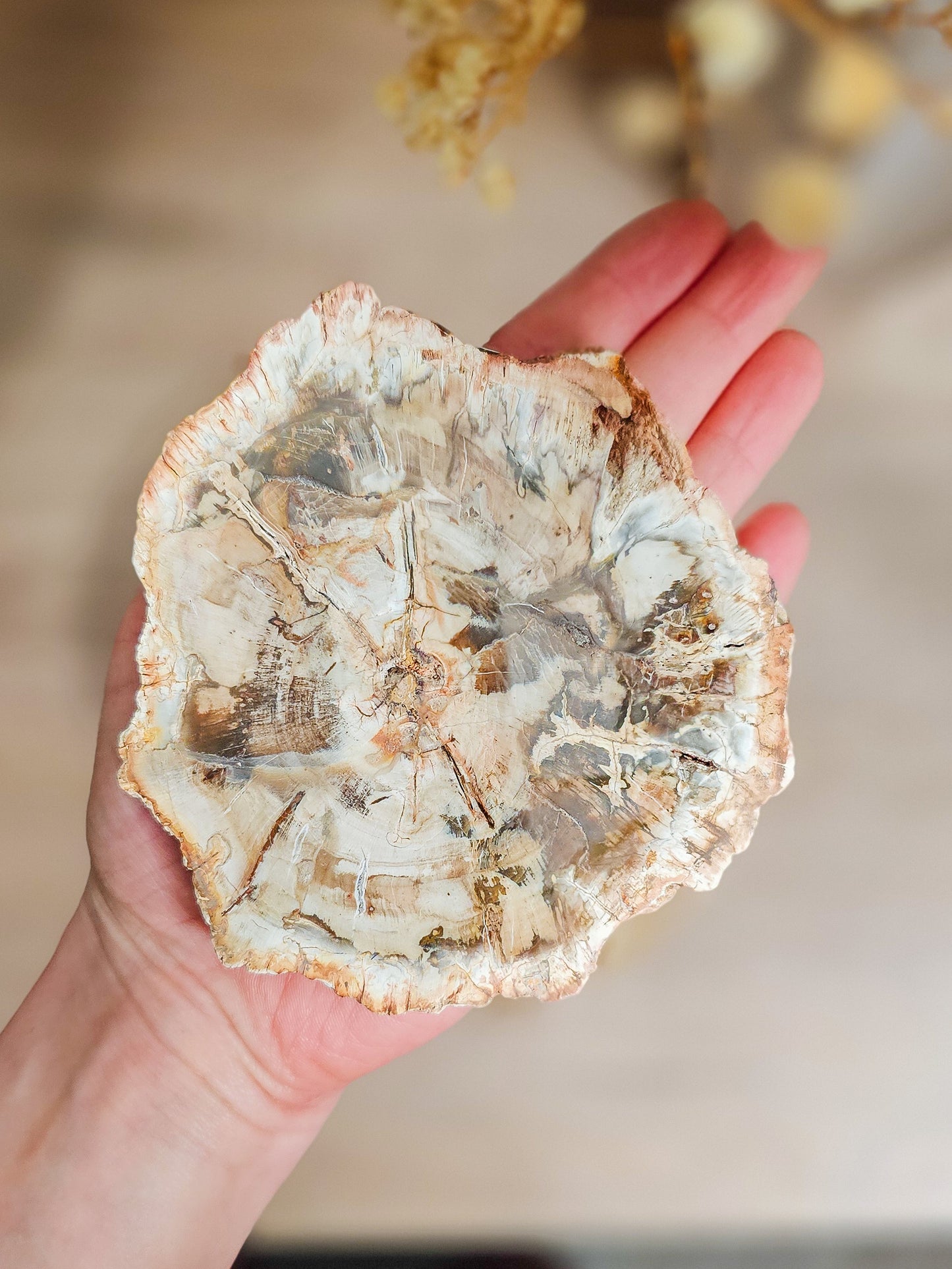 Petrified wood slab with visible fossilized wood grain, grounding earth stone formed over millions of years