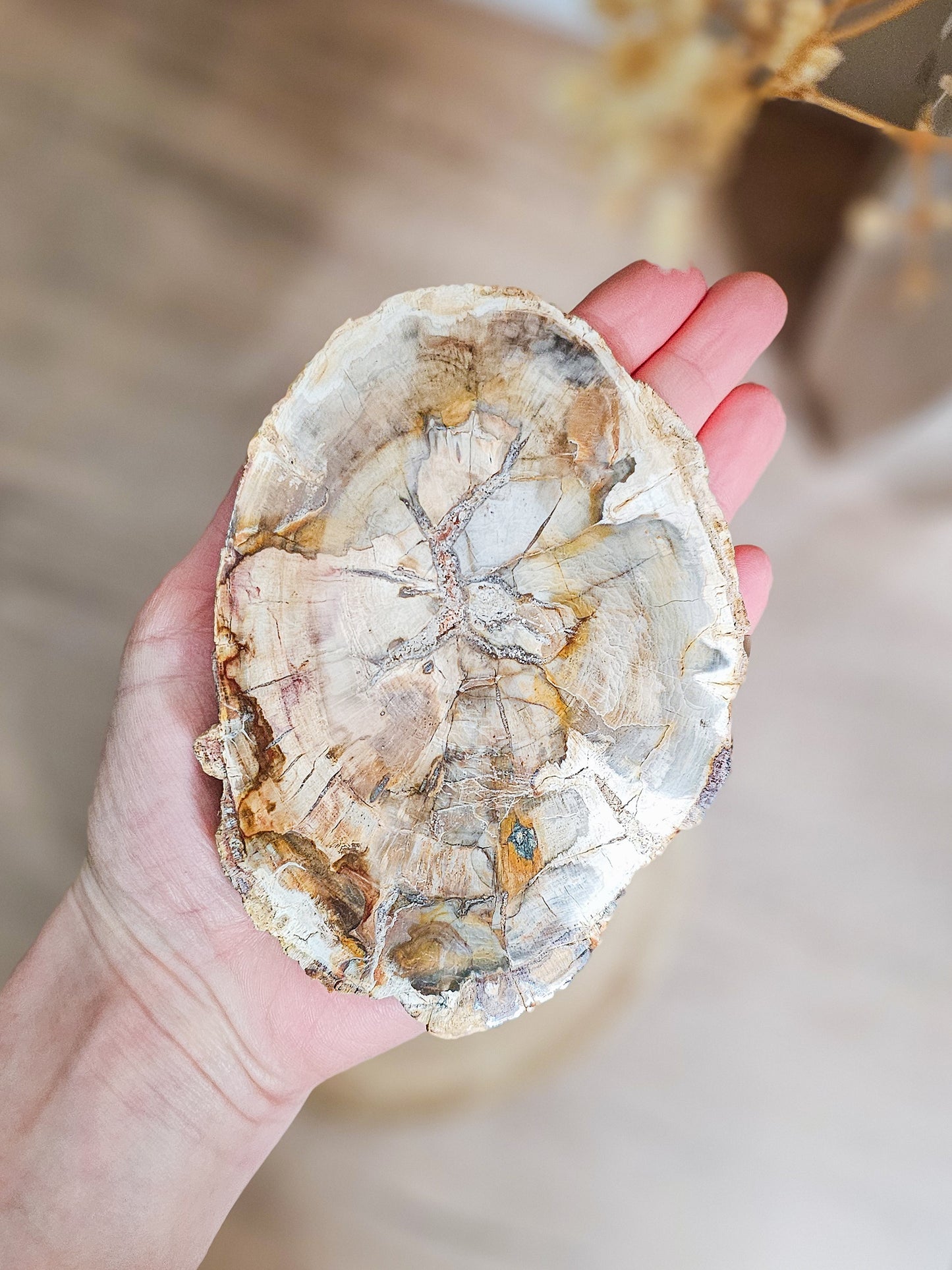 Earthy petrified wood slab used as grounding crystal or natural altar display