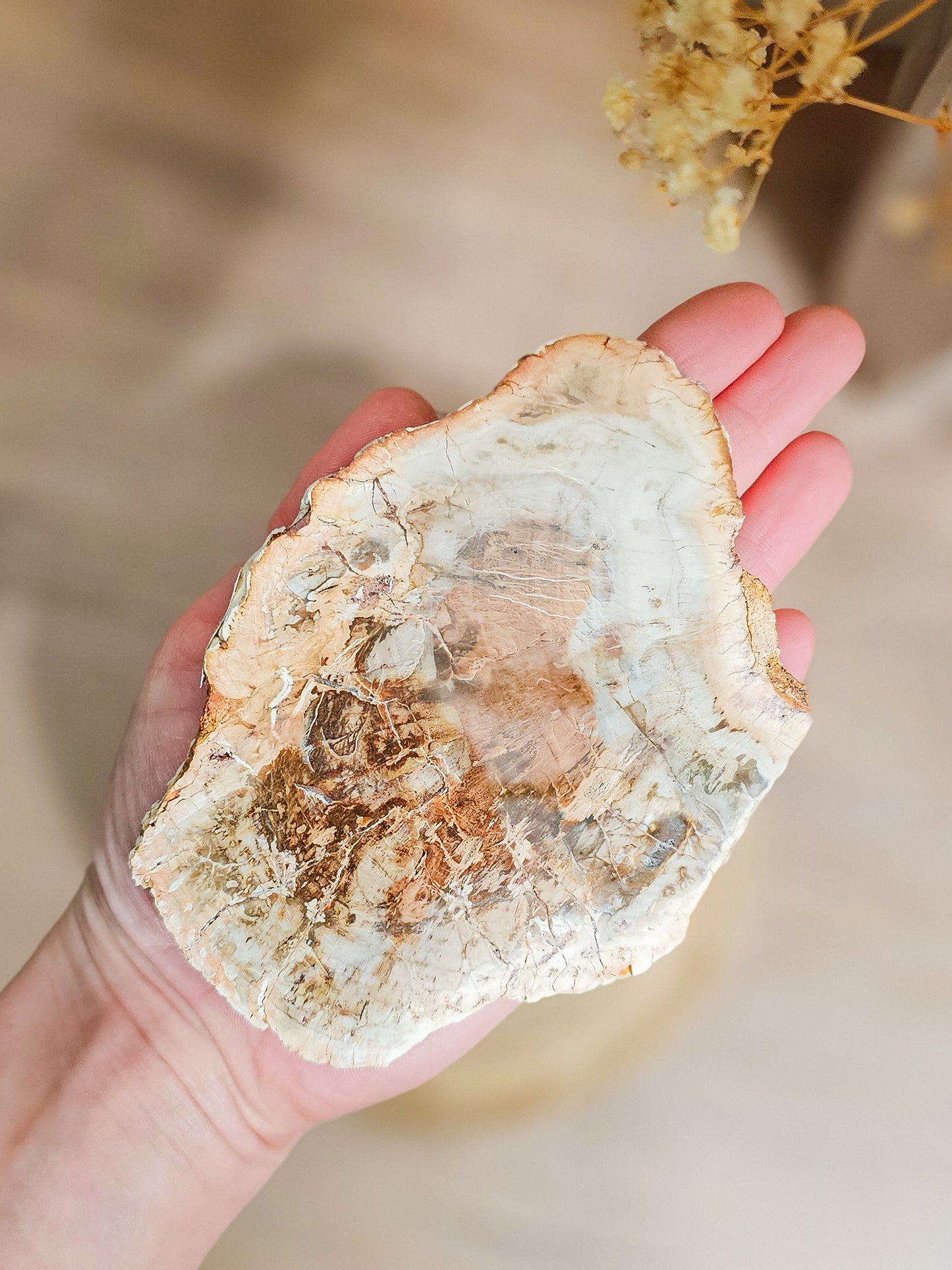 Earthy petrified wood slab used as grounding crystal or natural altar display