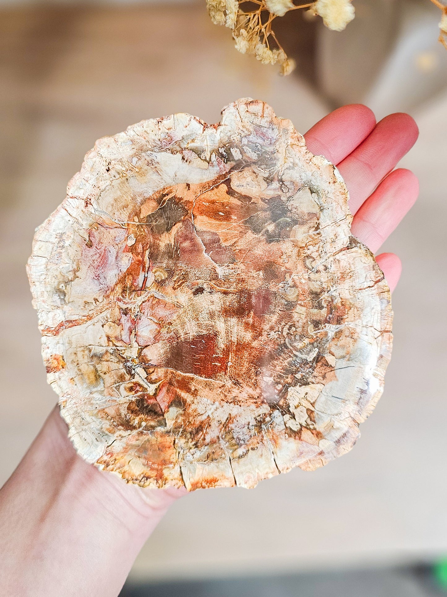 Ancient petrified wood crystal slab in natural earth tones, fossil wood preserved through mineralisation