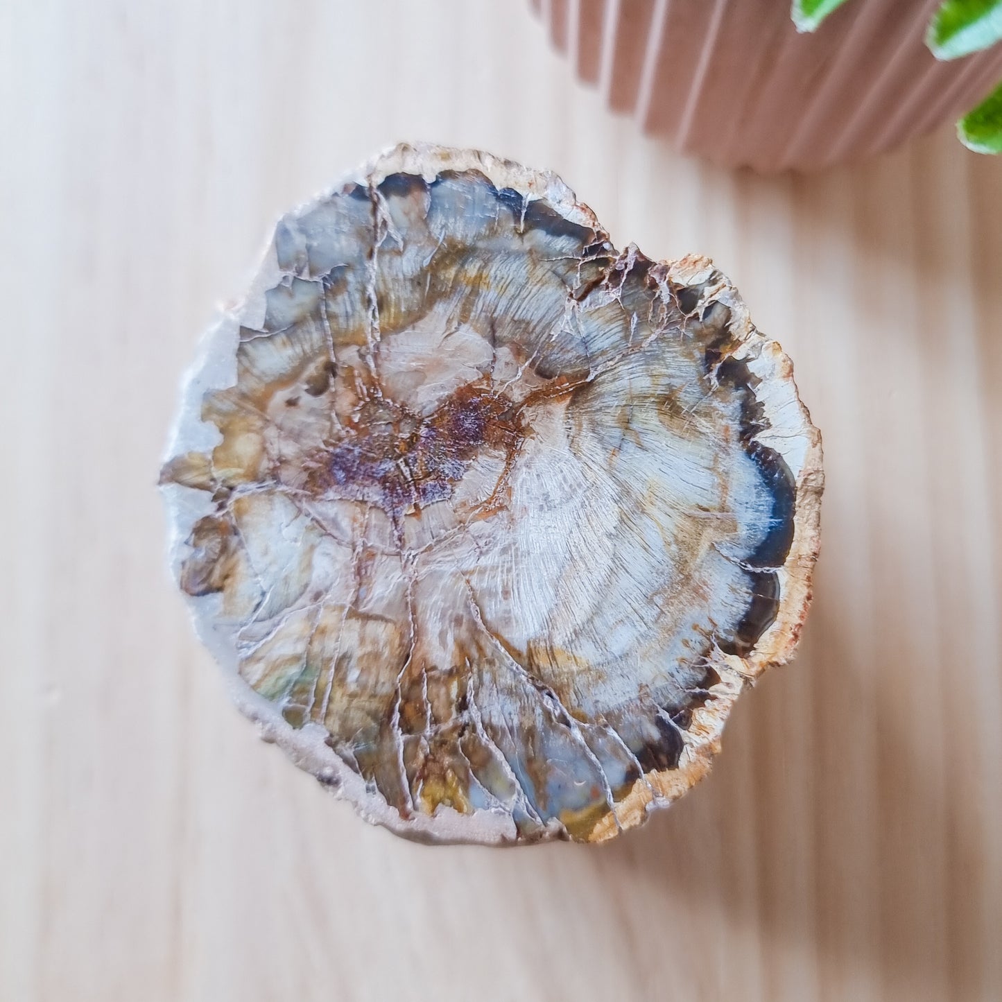 Petrified Wood Stump