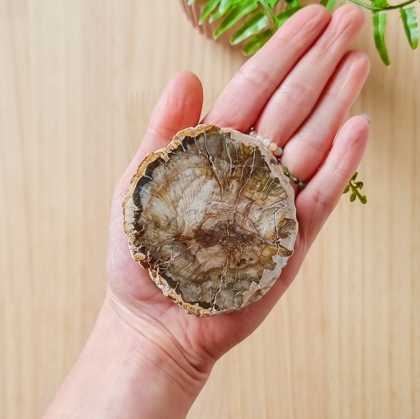 Petrified Wood Stump