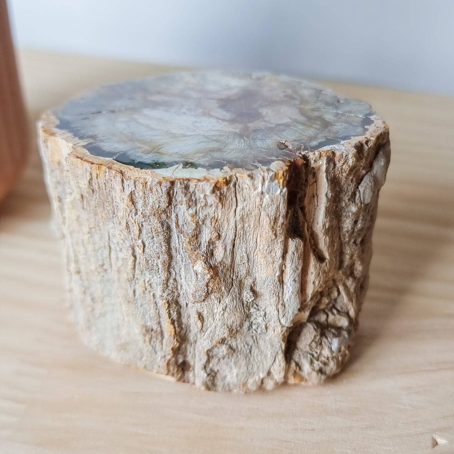 Petrified Wood Stump