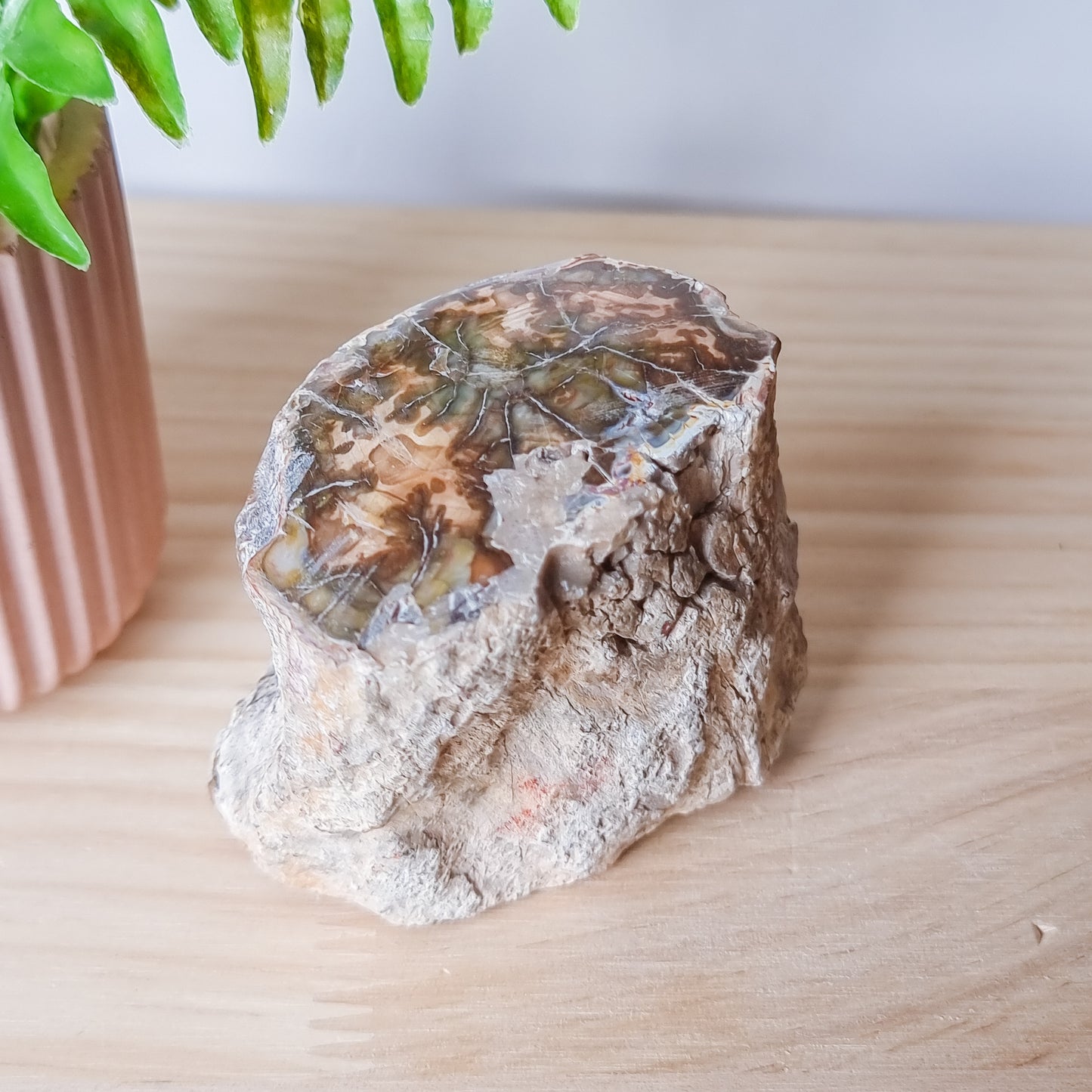 Petrified Wood Stump