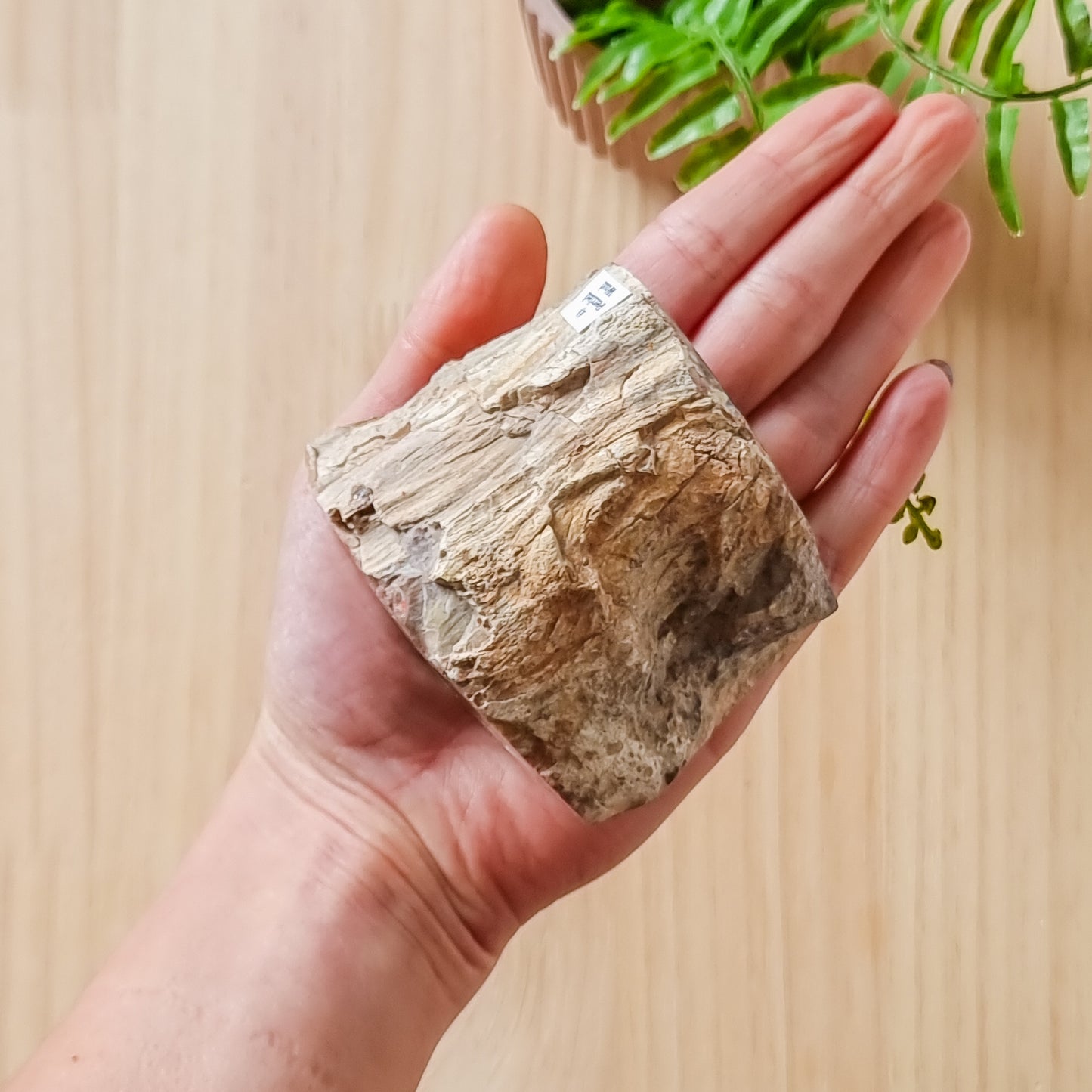 Petrified Wood Stump