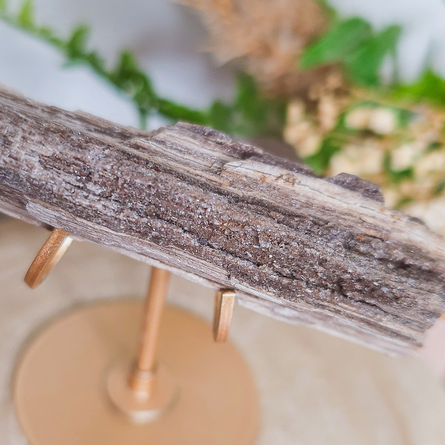 Rare Permineralized Wood (Petrified Wood) with very Sparkly Microcrystalline Quartz