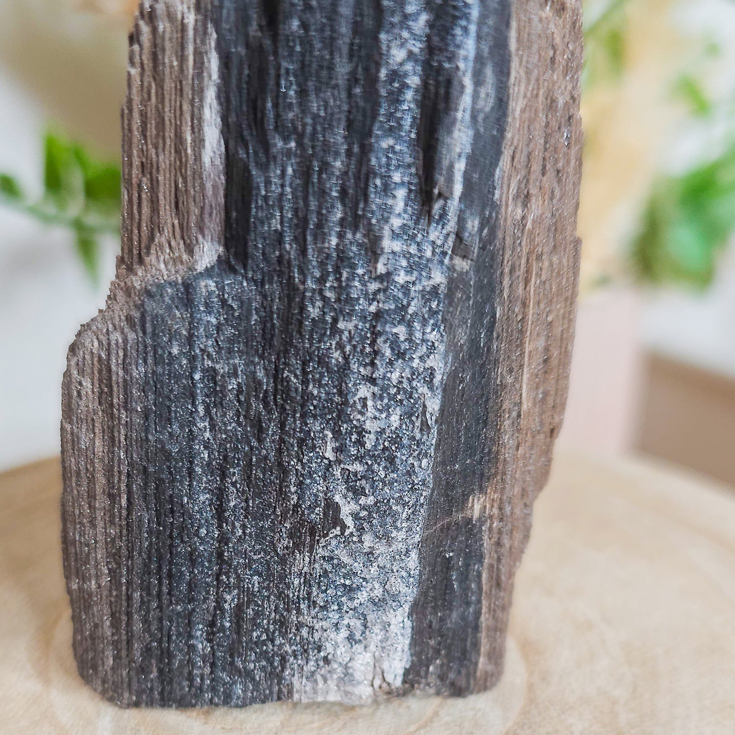 Rare Permineralized Wood (Petrified Wood) with very Sparkly Microcrystalline Quartz