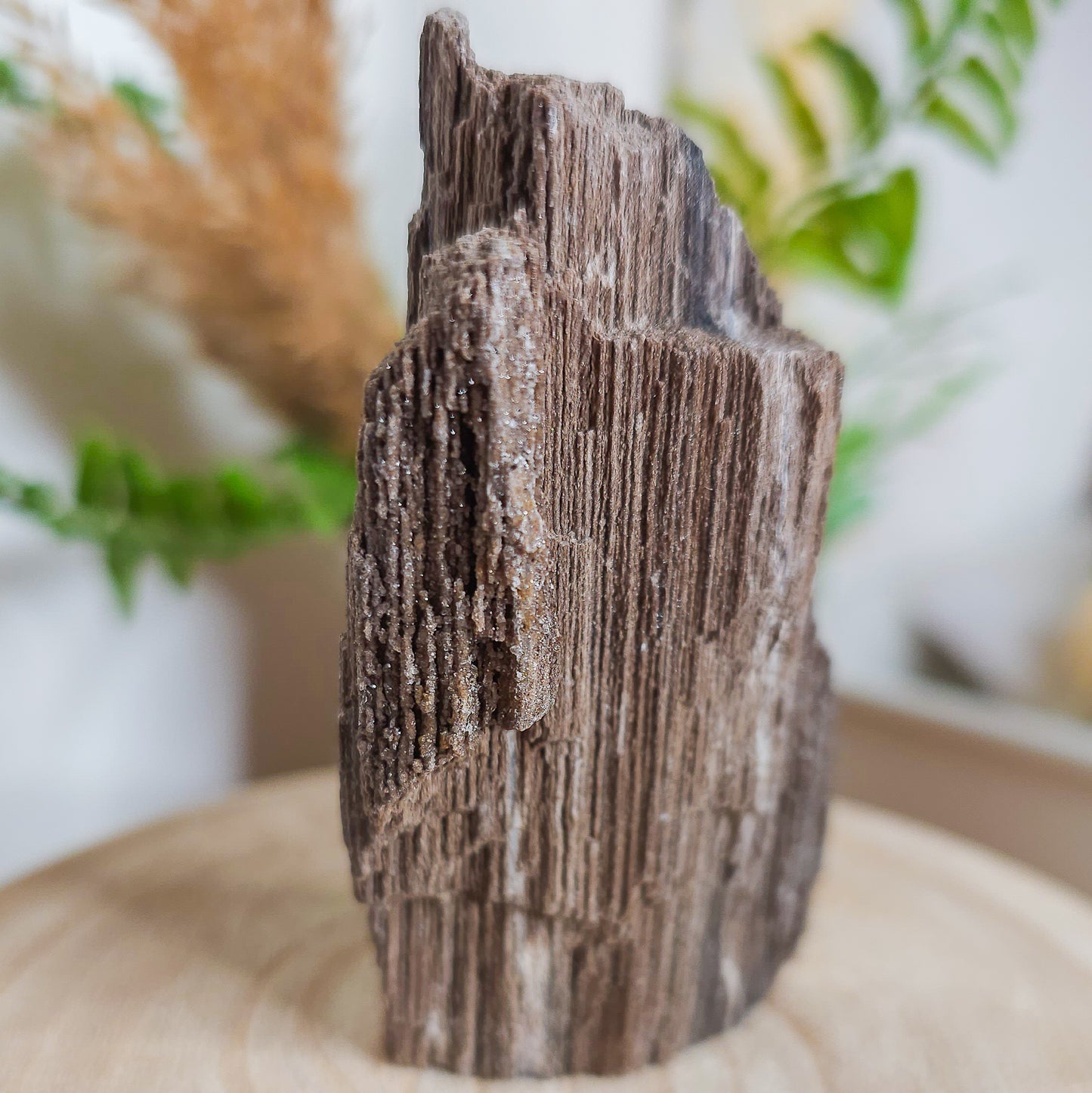 Rare Permineralized Wood (Petrified Wood) with very Sparkly Microcrystalline Quartz