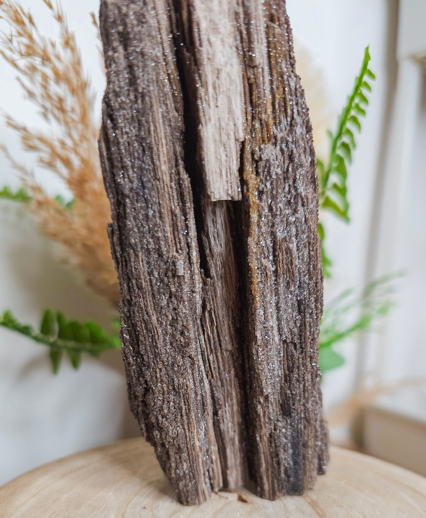 Rare Permineralized Wood (Petrified Wood) with very Sparkly Microcrystalline Quartz
