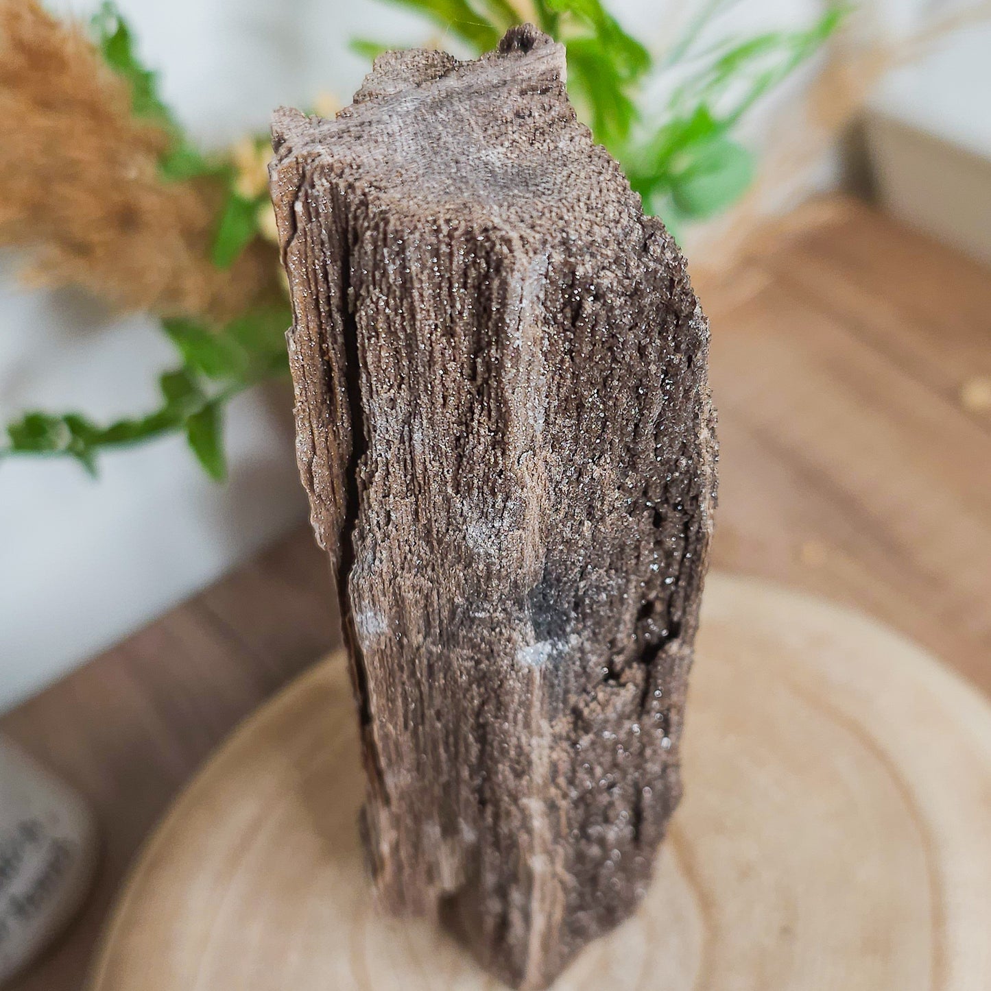 Rare Permineralized Wood (Petrified Wood) with very Sparkly Microcrystalline Quartz
