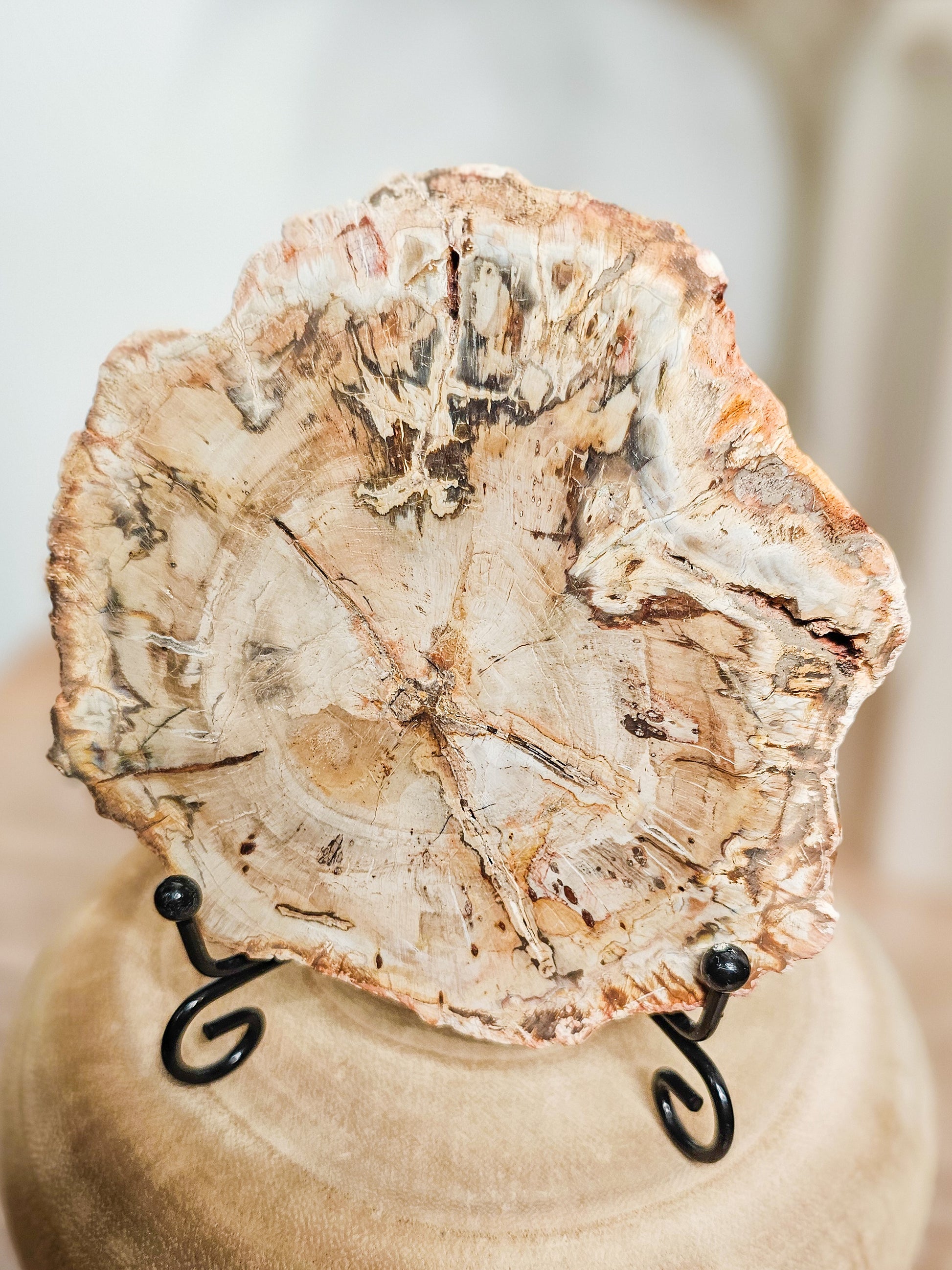 Close-up of petrified wood slab revealing preserved tree rings and natural stone texture