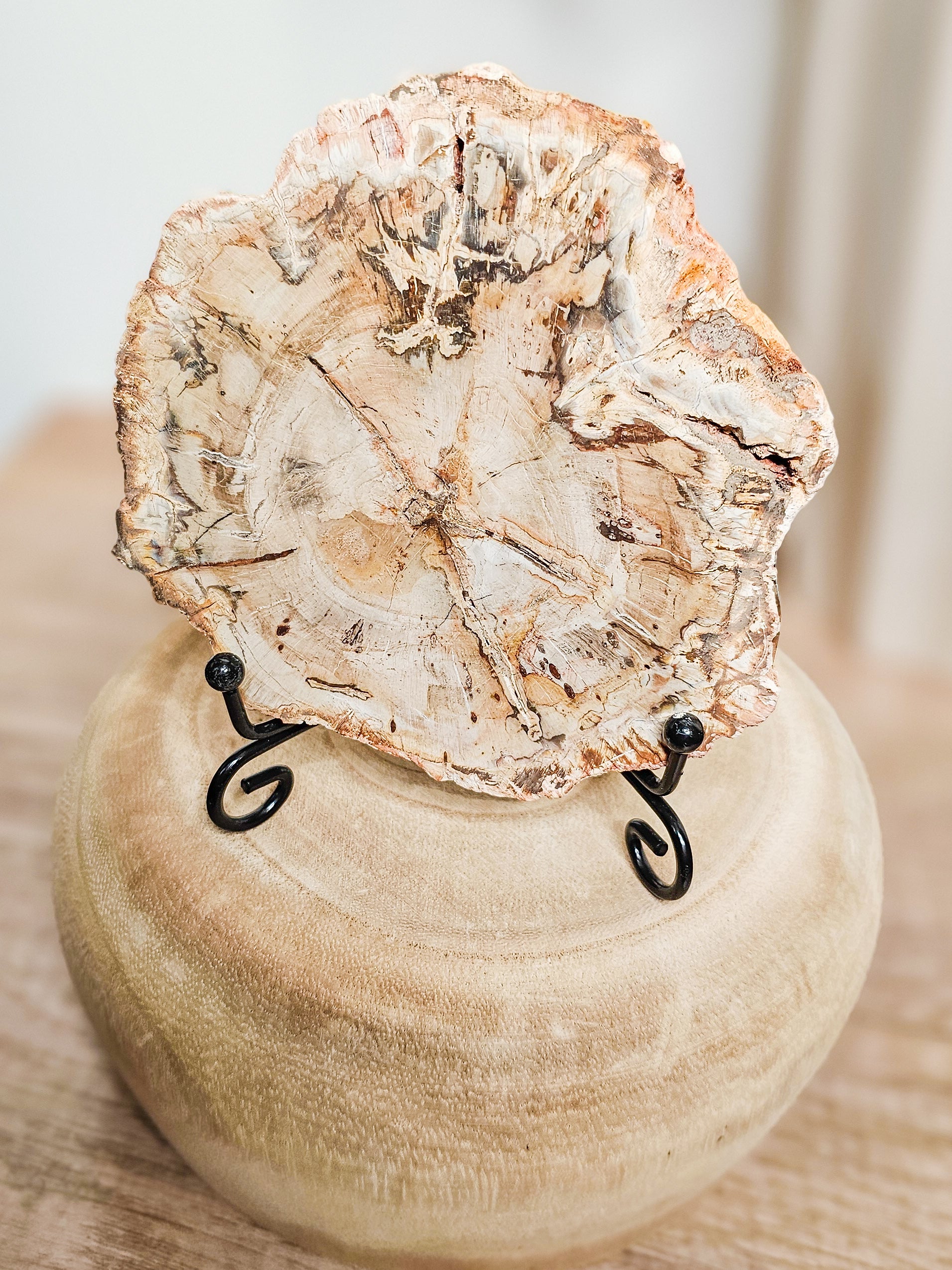 Ancient petrified wood crystal slab in natural earth tones, fossil wood preserved through mineralisation