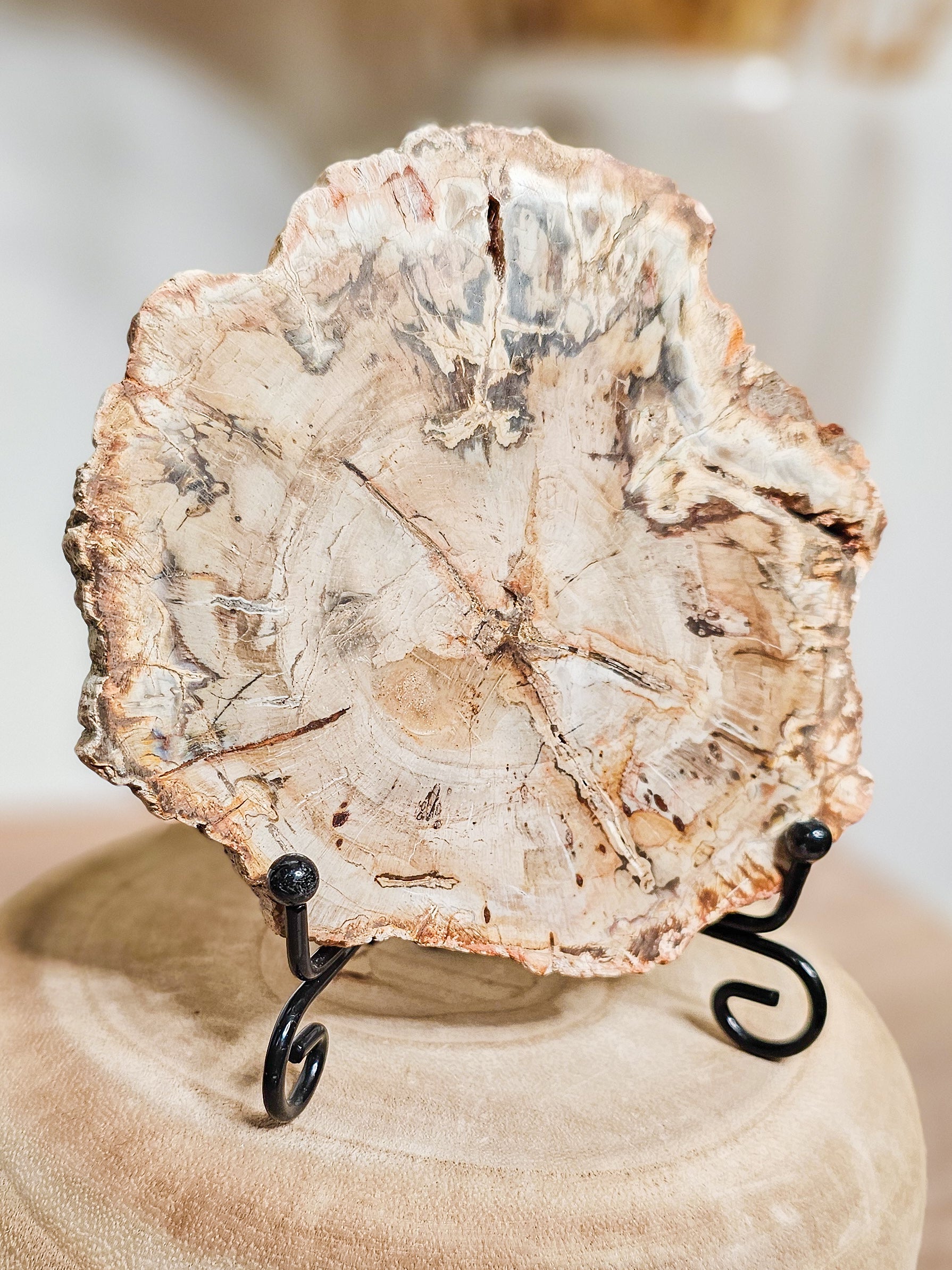 Earthy petrified wood slab used as grounding crystal or natural altar display