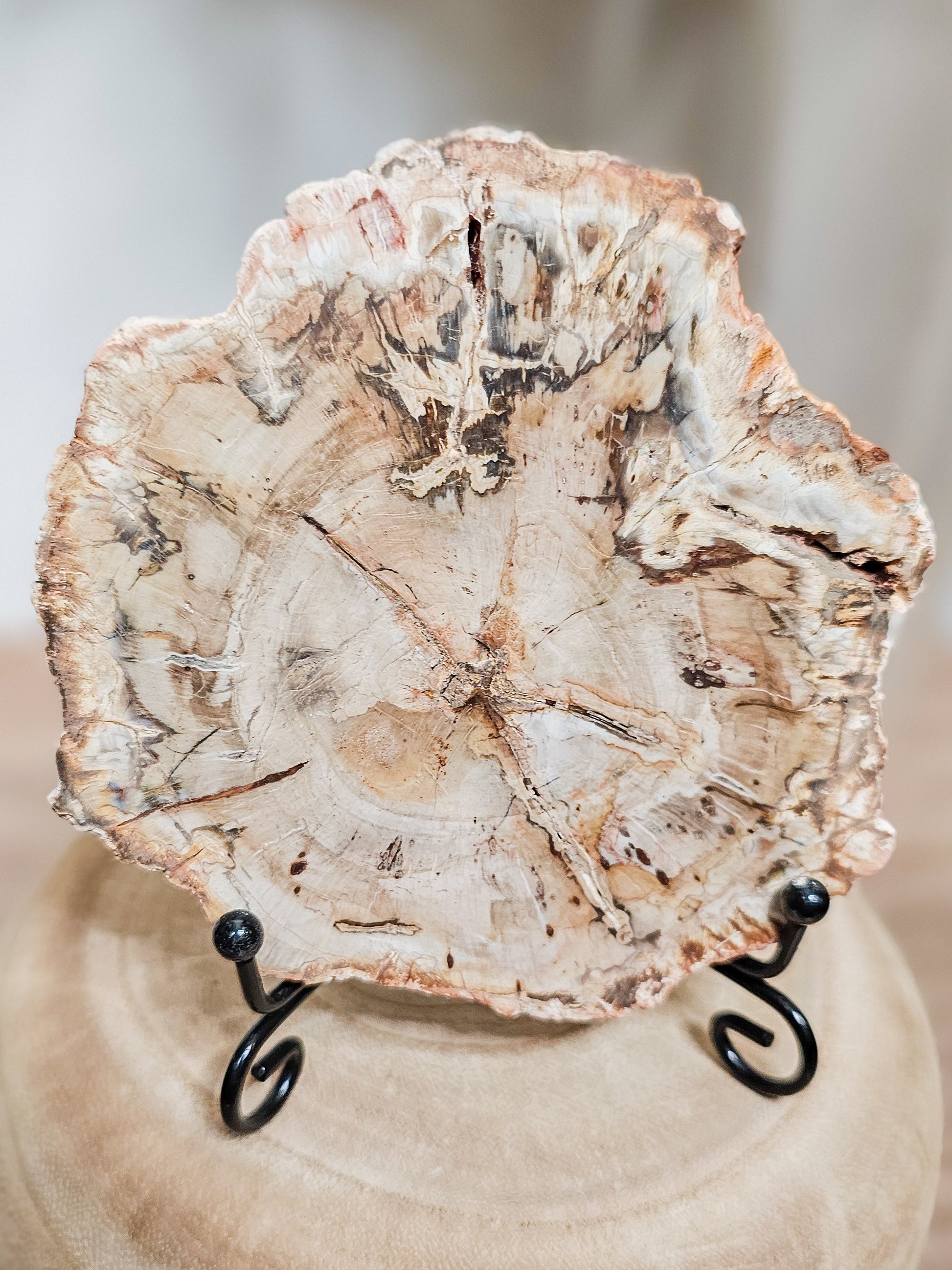 Natural petrified wood slab showing fossilized tree grain in earthy brown tones, polished stone formed from ancient wood