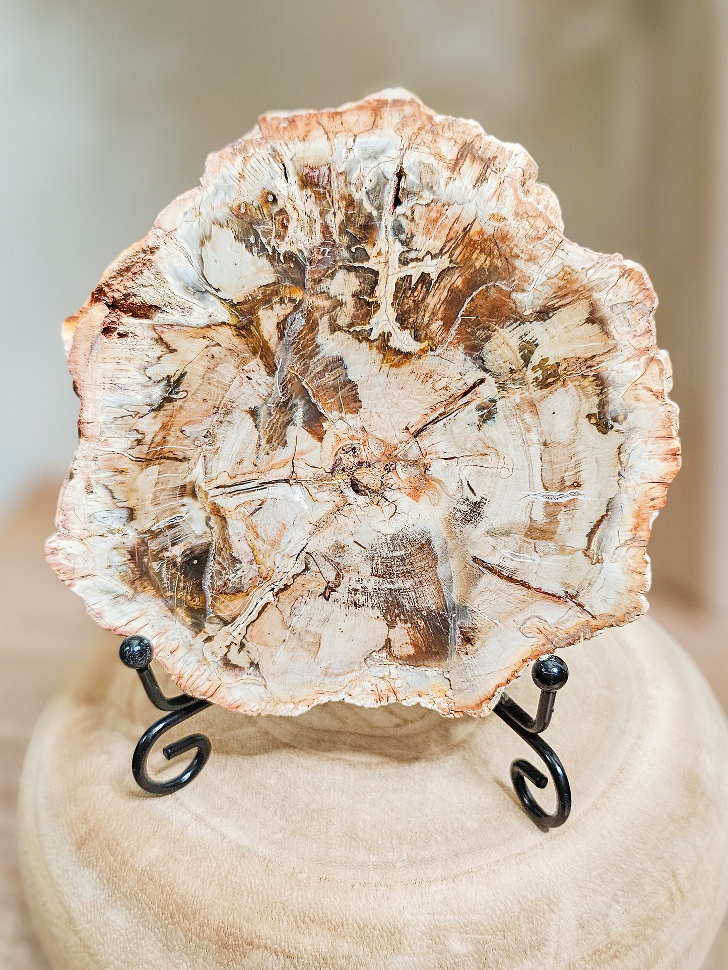Petrified wood slab with visible fossilized wood grain, grounding earth stone formed over millions of years