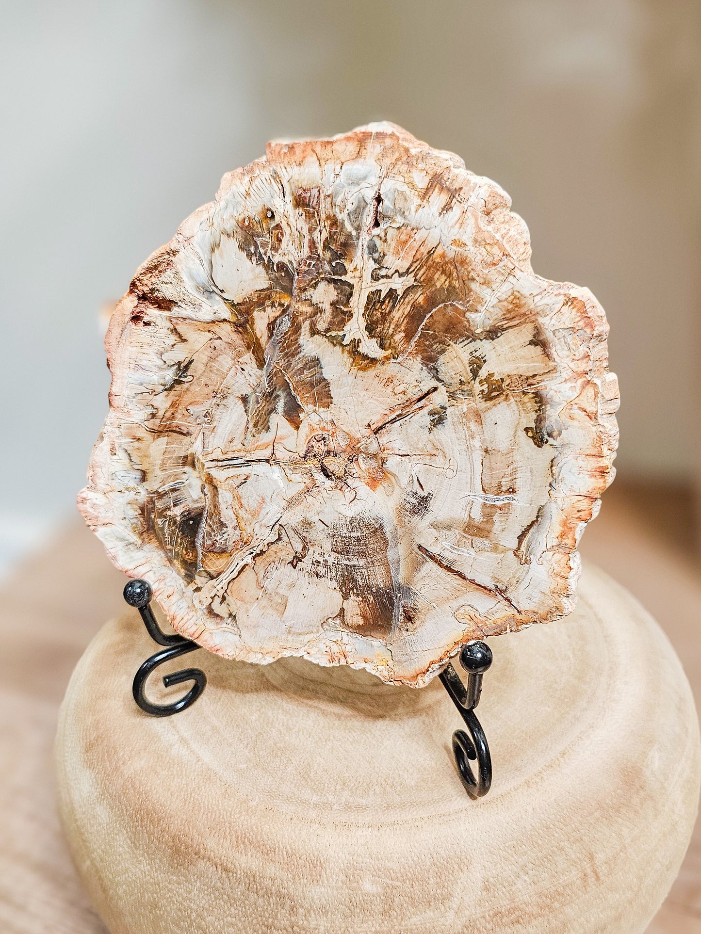 Earthy petrified wood slab used as grounding crystal or natural altar display
