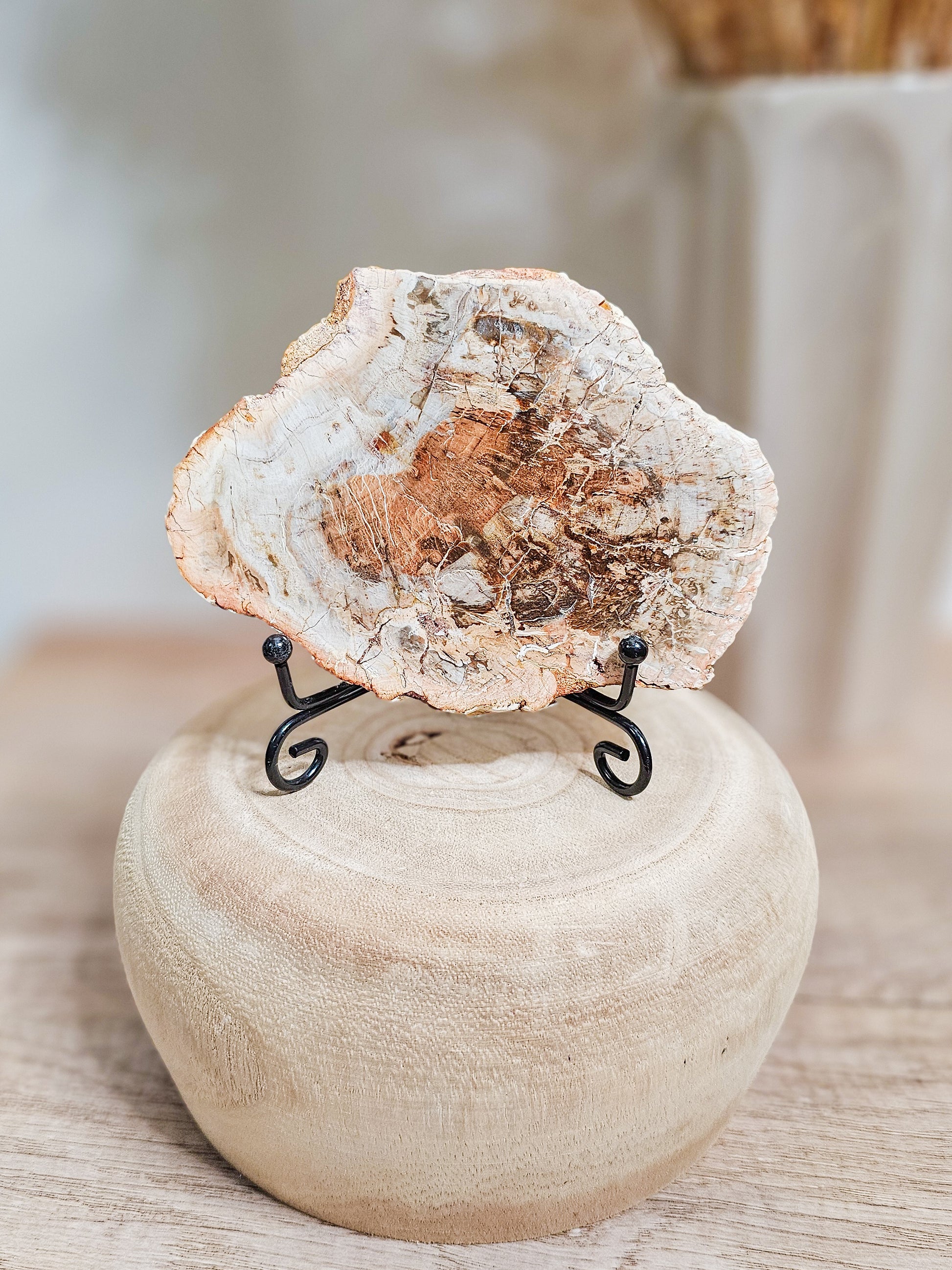 Earthy petrified wood slab used as grounding crystal or natural altar display