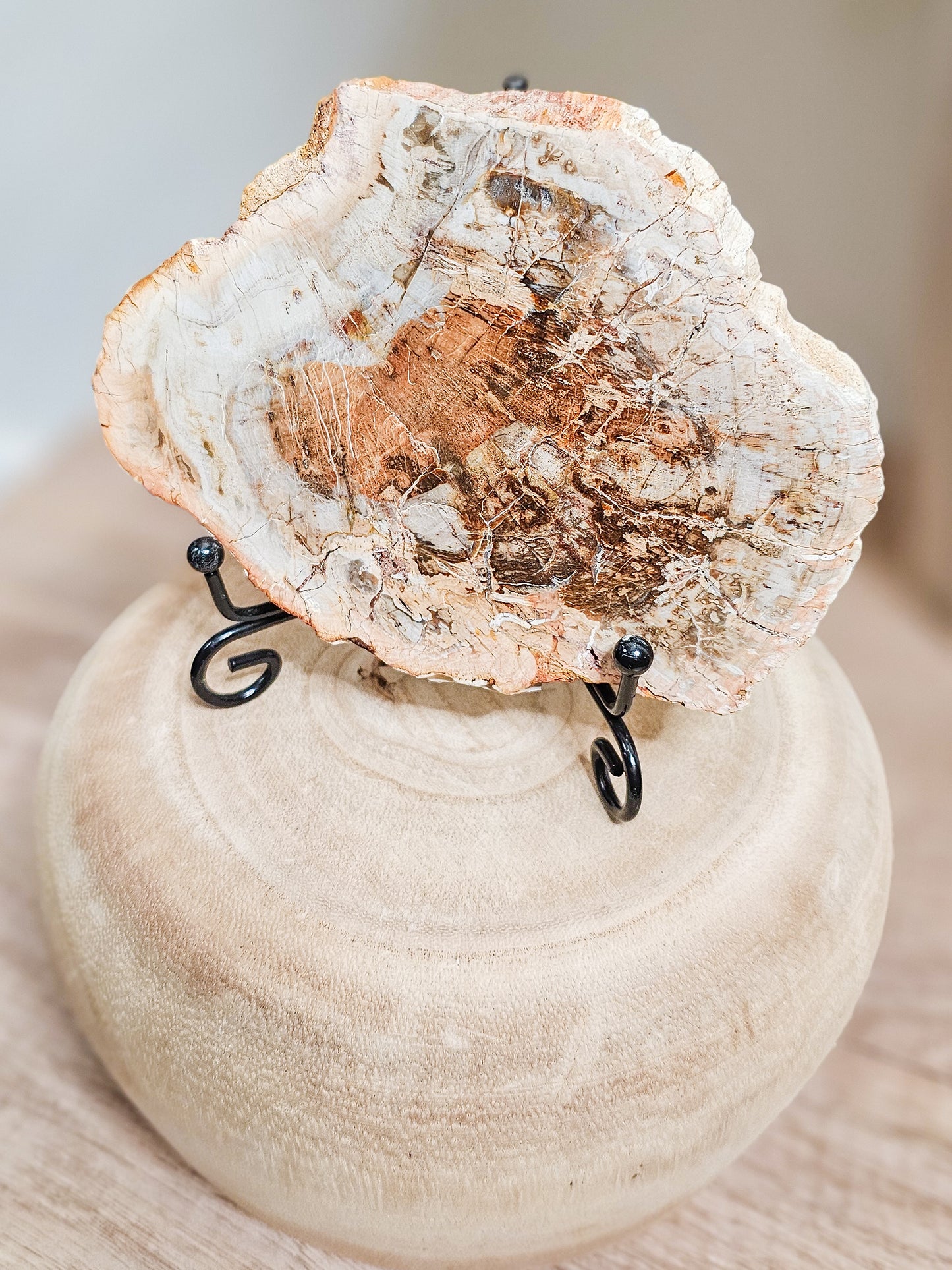Close-up of petrified wood slab revealing preserved tree rings and natural stone texture