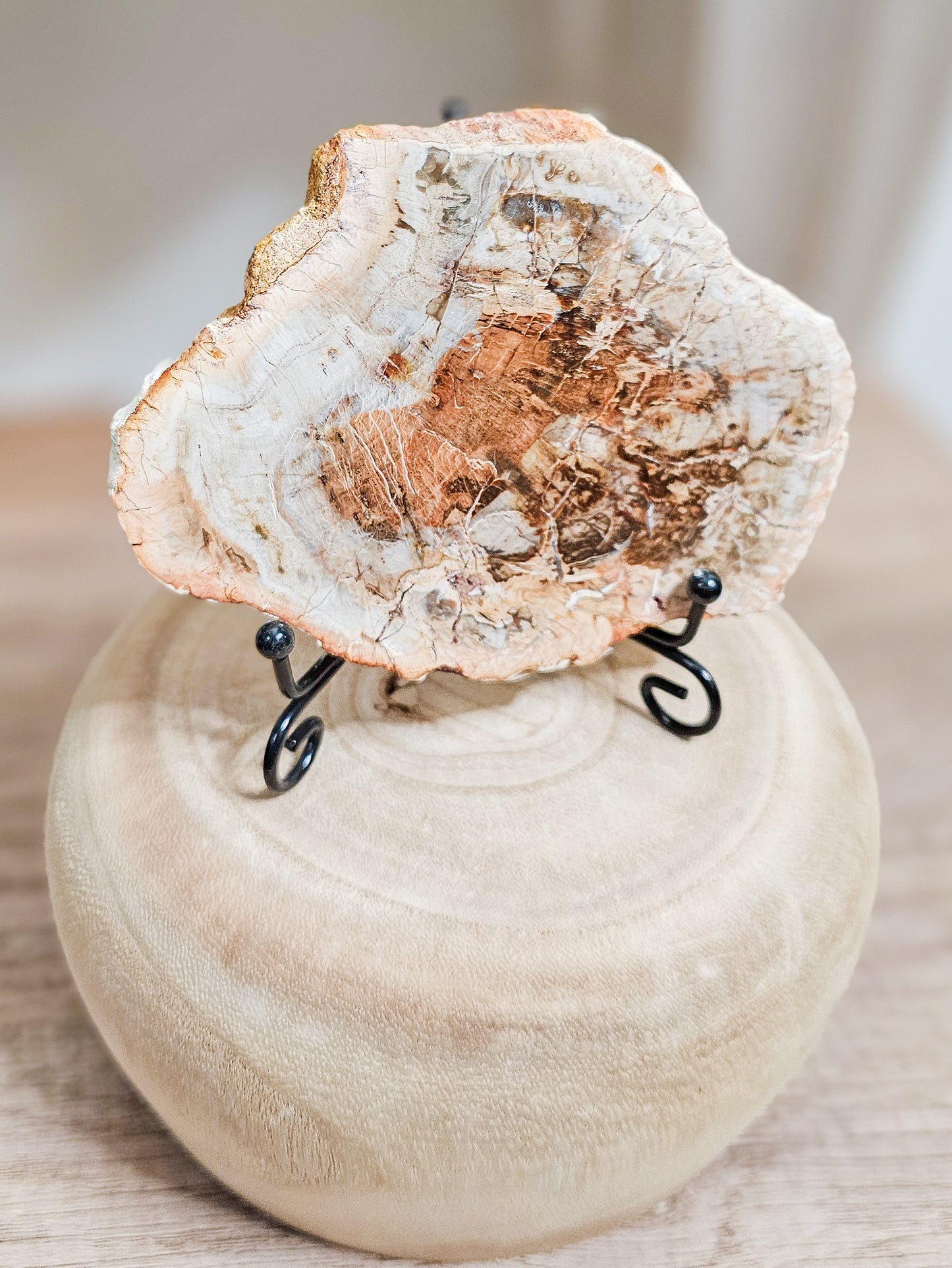 Ancient petrified wood crystal slab in natural earth tones, fossil wood preserved through mineralisation