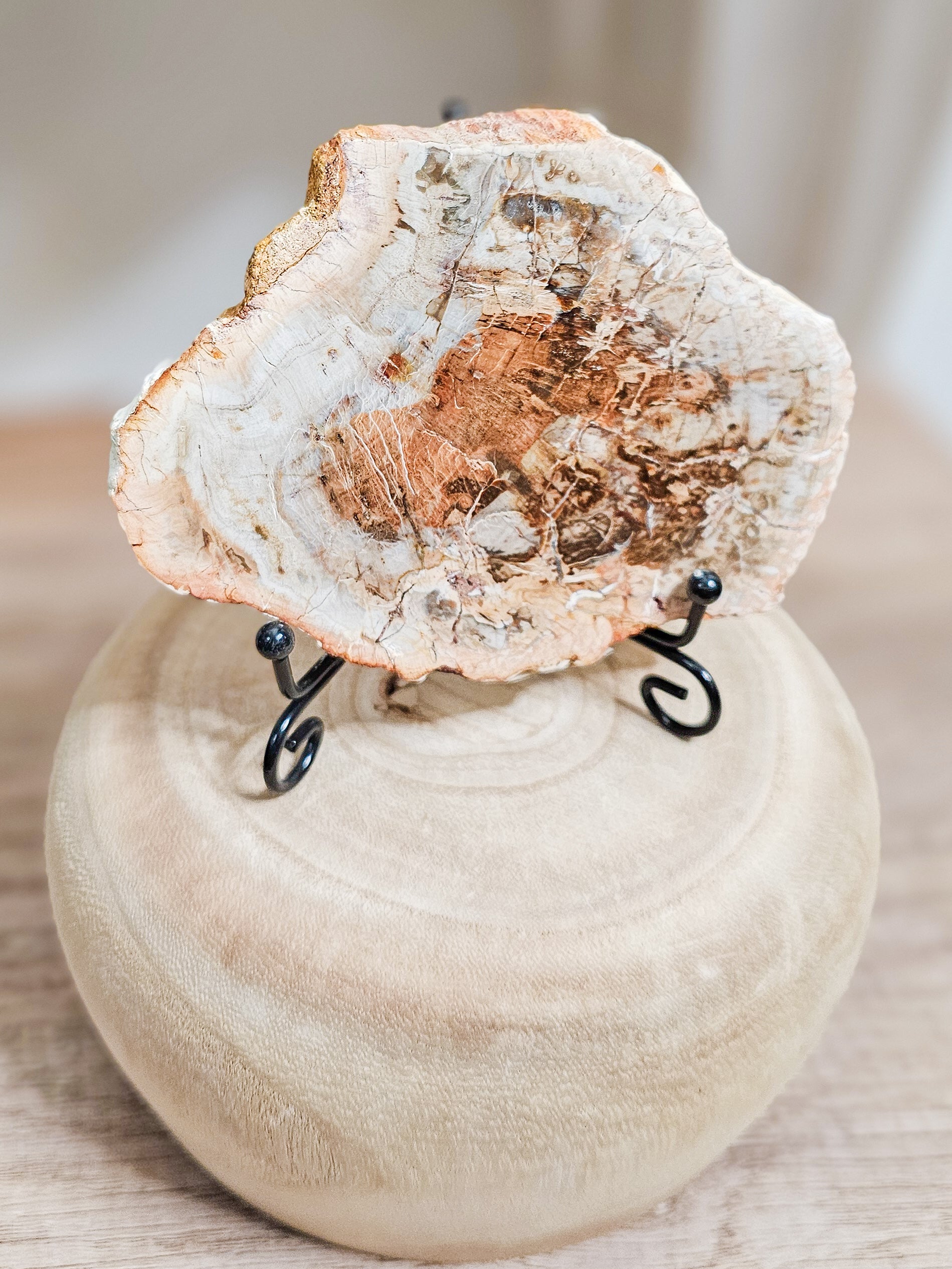 Ancient petrified wood crystal slab in natural earth tones, fossil wood preserved through mineralisation