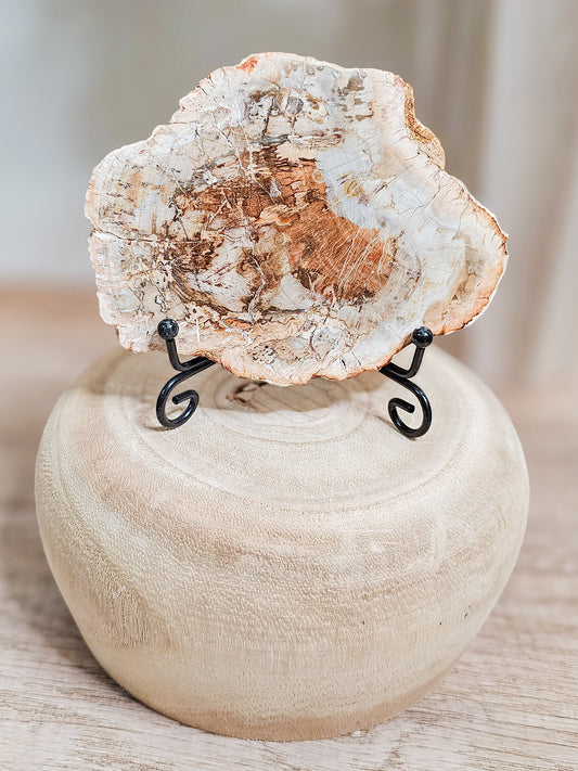Petrified wood slab with visible fossilized wood grain, grounding earth stone formed over millions of years