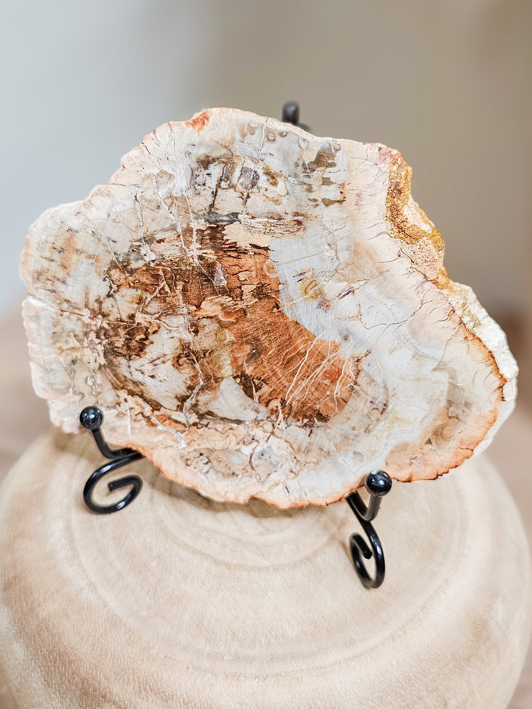 Natural petrified wood slab showing fossilized tree grain in earthy brown tones, polished stone formed from ancient wood