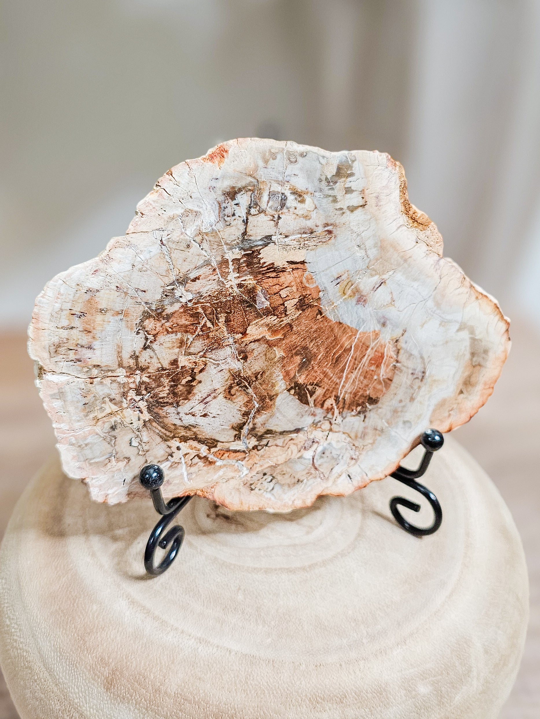 Petrified wood slab with visible fossilized wood grain, grounding earth stone formed over millions of years