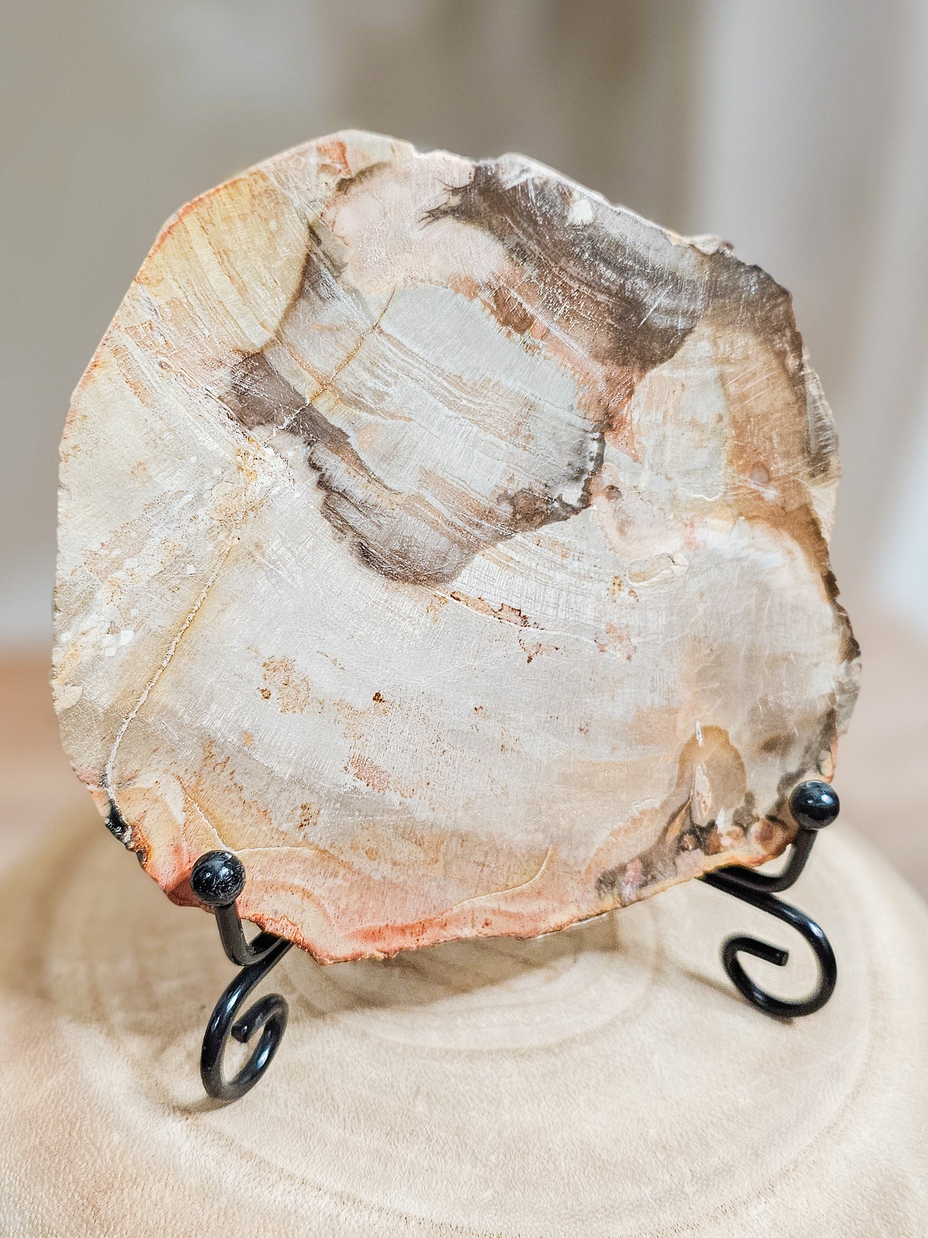 Close-up of petrified wood slab revealing preserved tree rings and natural stone texture