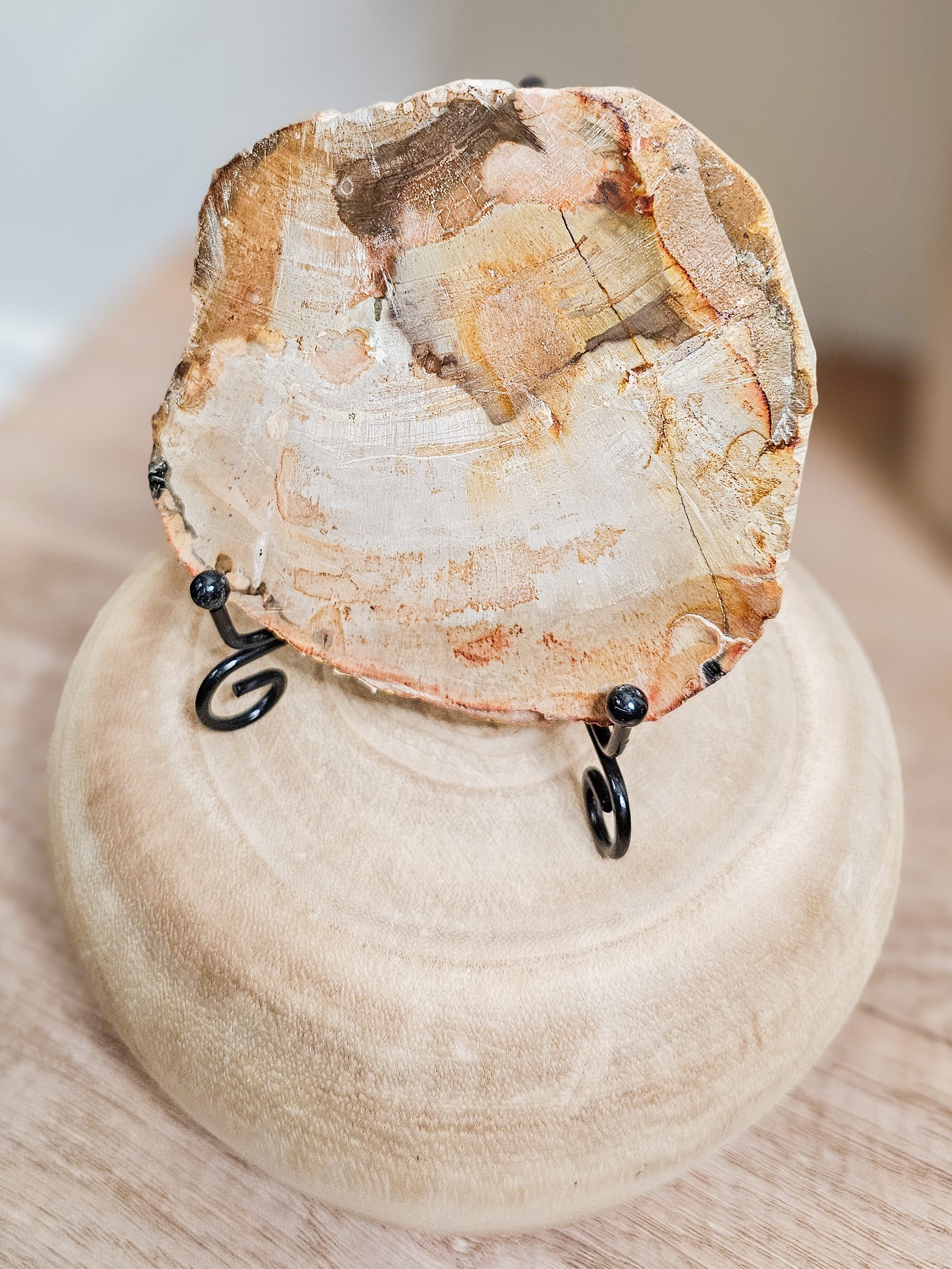 Natural petrified wood slab showing fossilized tree grain in earthy brown tones, polished stone formed from ancient wood