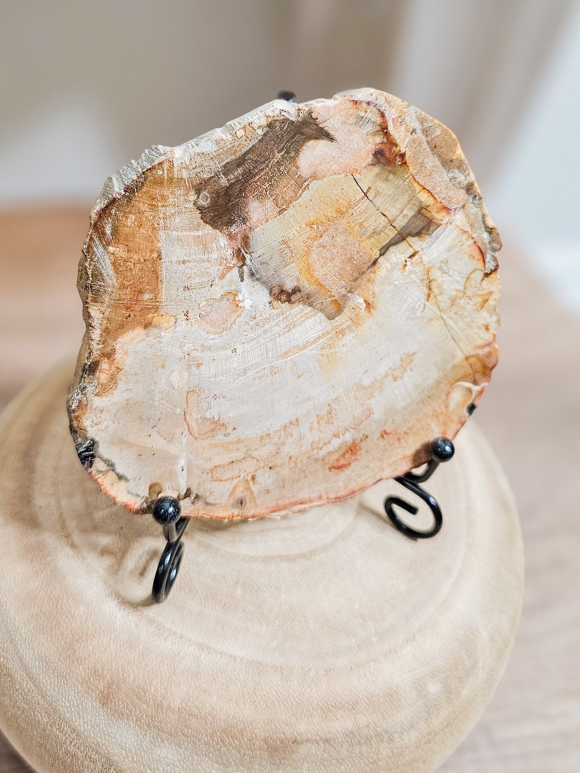 Petrified wood slab with visible fossilized wood grain, grounding earth stone formed over millions of years