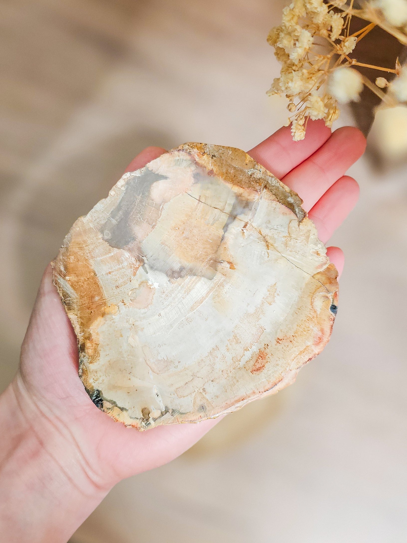 Close-up of petrified wood slab revealing preserved tree rings and natural stone texture