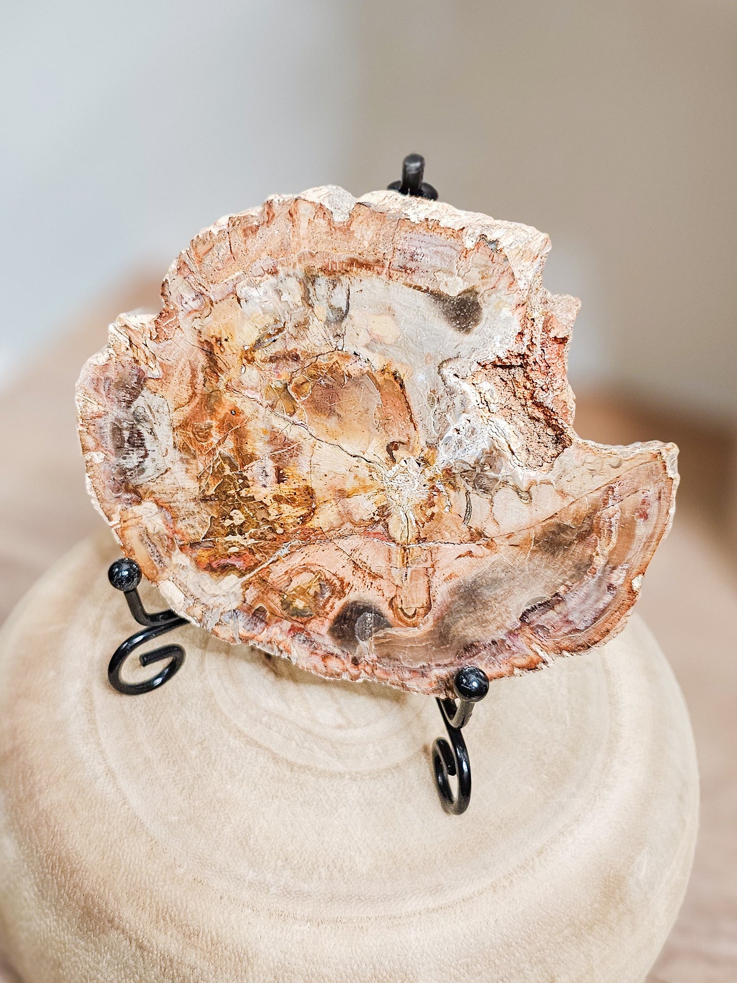Close-up of petrified wood slab revealing preserved tree rings and natural stone texture