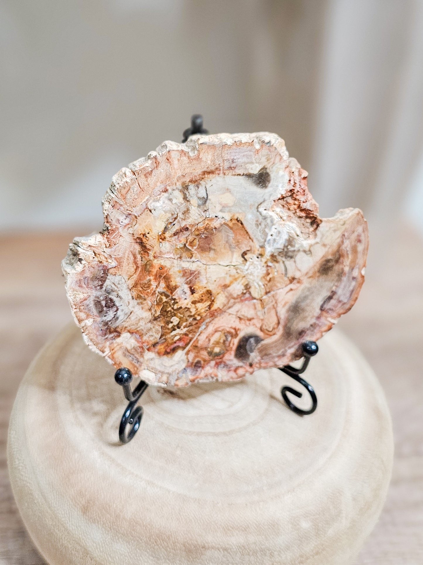 Ancient petrified wood crystal slab in natural earth tones, fossil wood preserved through mineralisation
