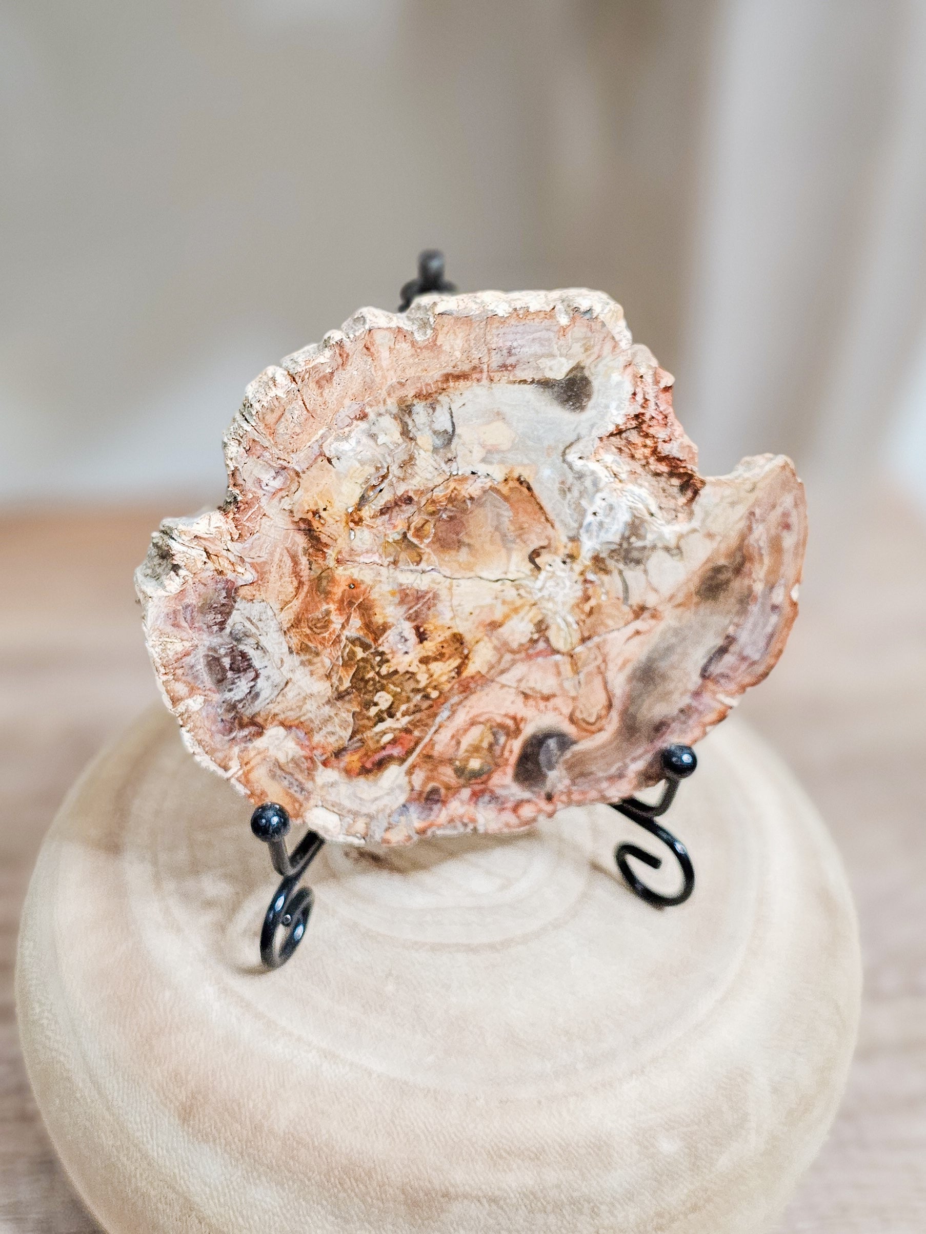 Ancient petrified wood crystal slab in natural earth tones, fossil wood preserved through mineralisation
