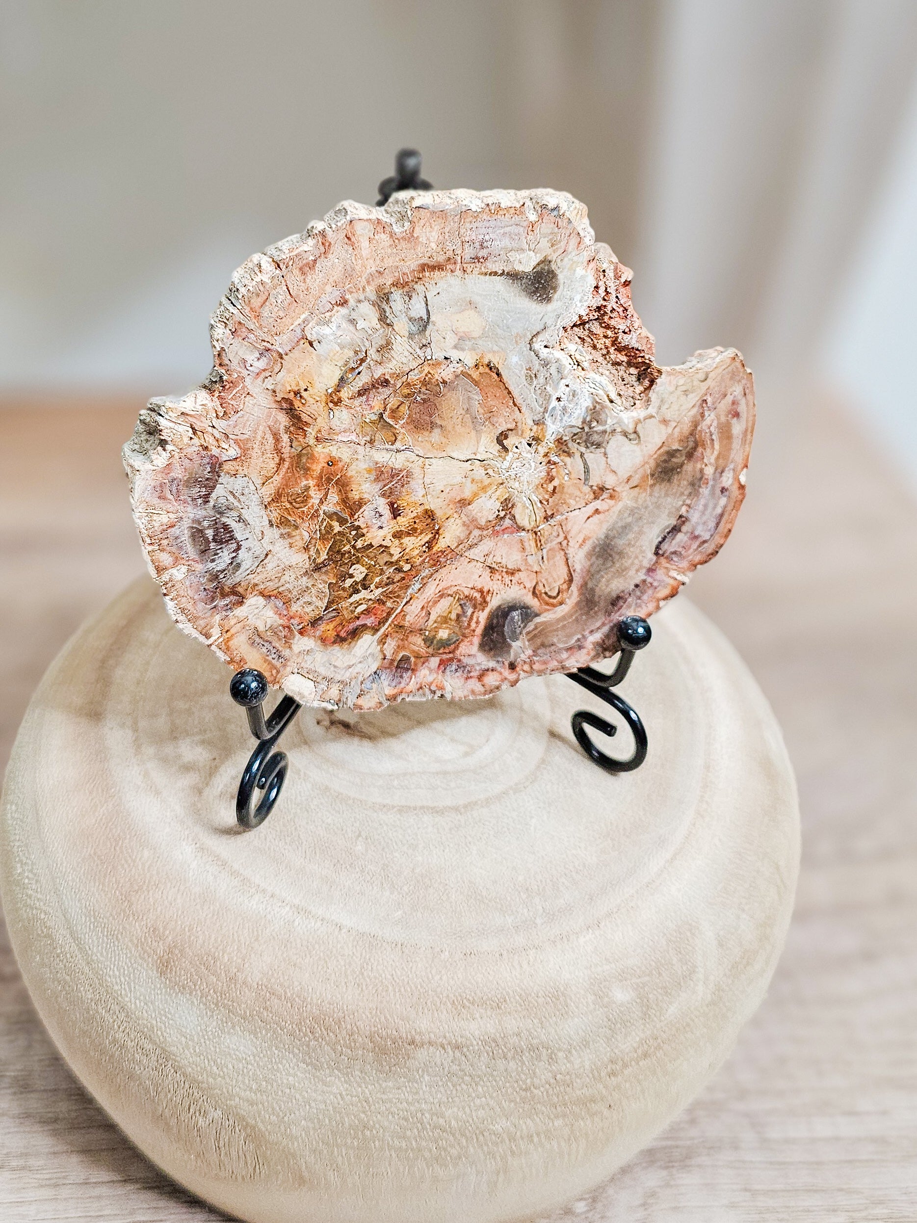 Petrified wood slab with visible fossilized wood grain, grounding earth stone formed over millions of years