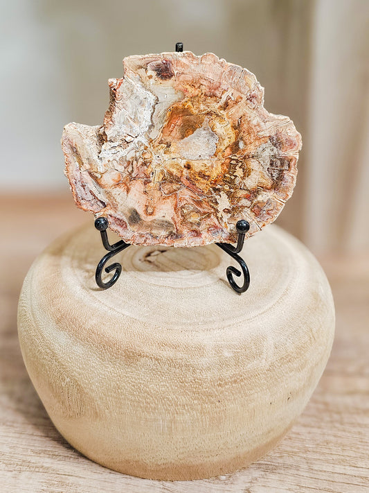 Natural petrified wood slab showing fossilized tree grain in earthy brown tones, polished stone formed from ancient wood