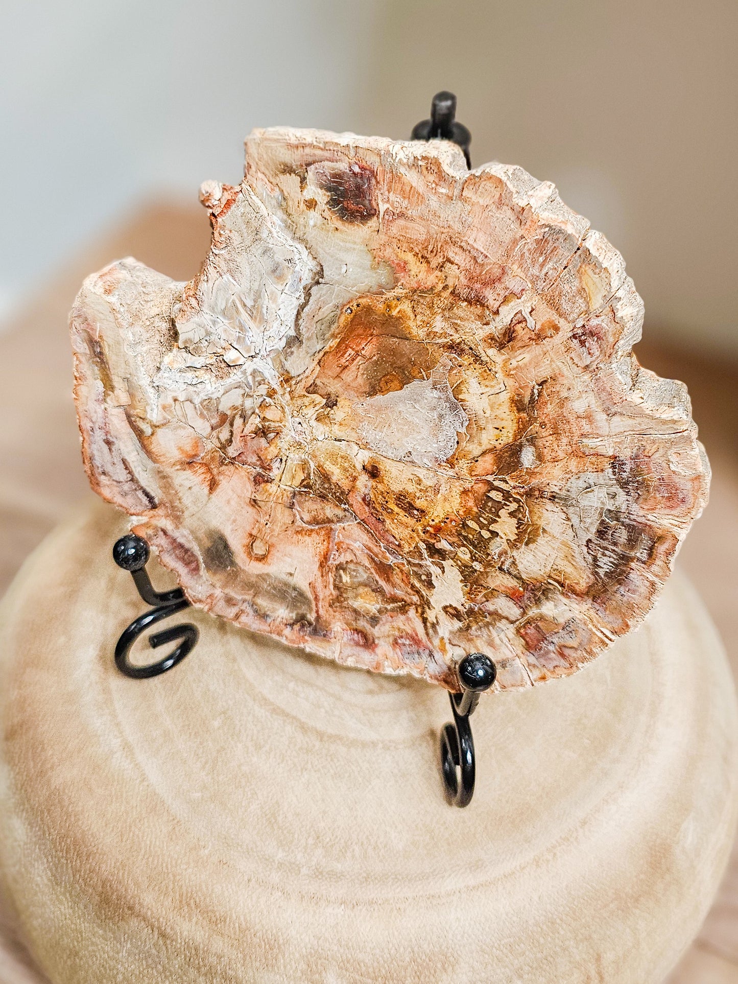 Earthy petrified wood slab used as grounding crystal or natural altar display