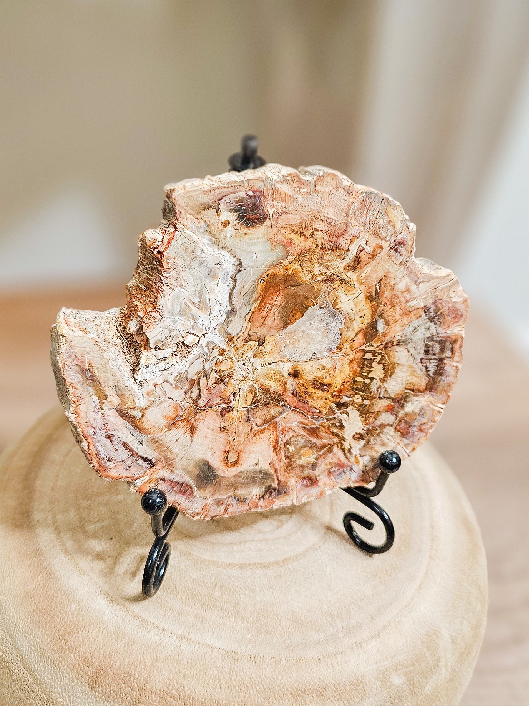 Close-up of petrified wood slab revealing preserved tree rings and natural stone texture