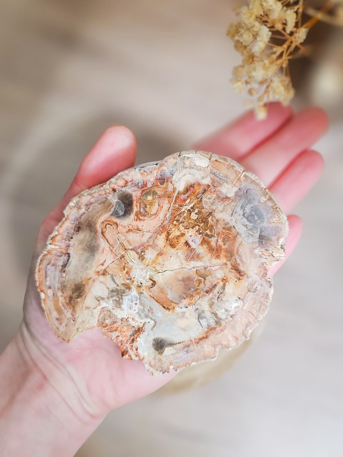 Ancient petrified wood crystal slab in natural earth tones, fossil wood preserved through mineralisation