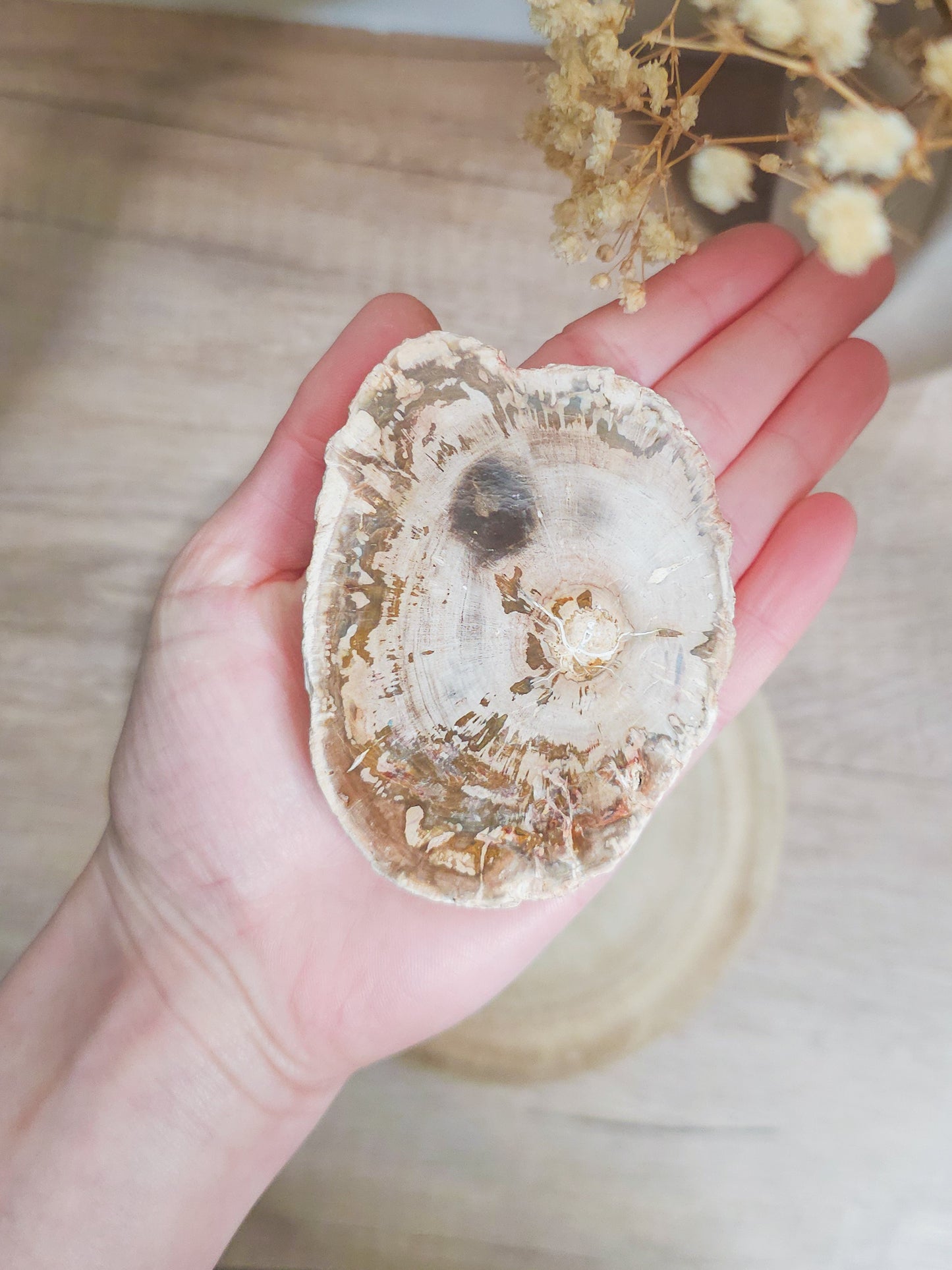 Petrified wood slab with visible fossilized wood grain, grounding earth stone formed over millions of years