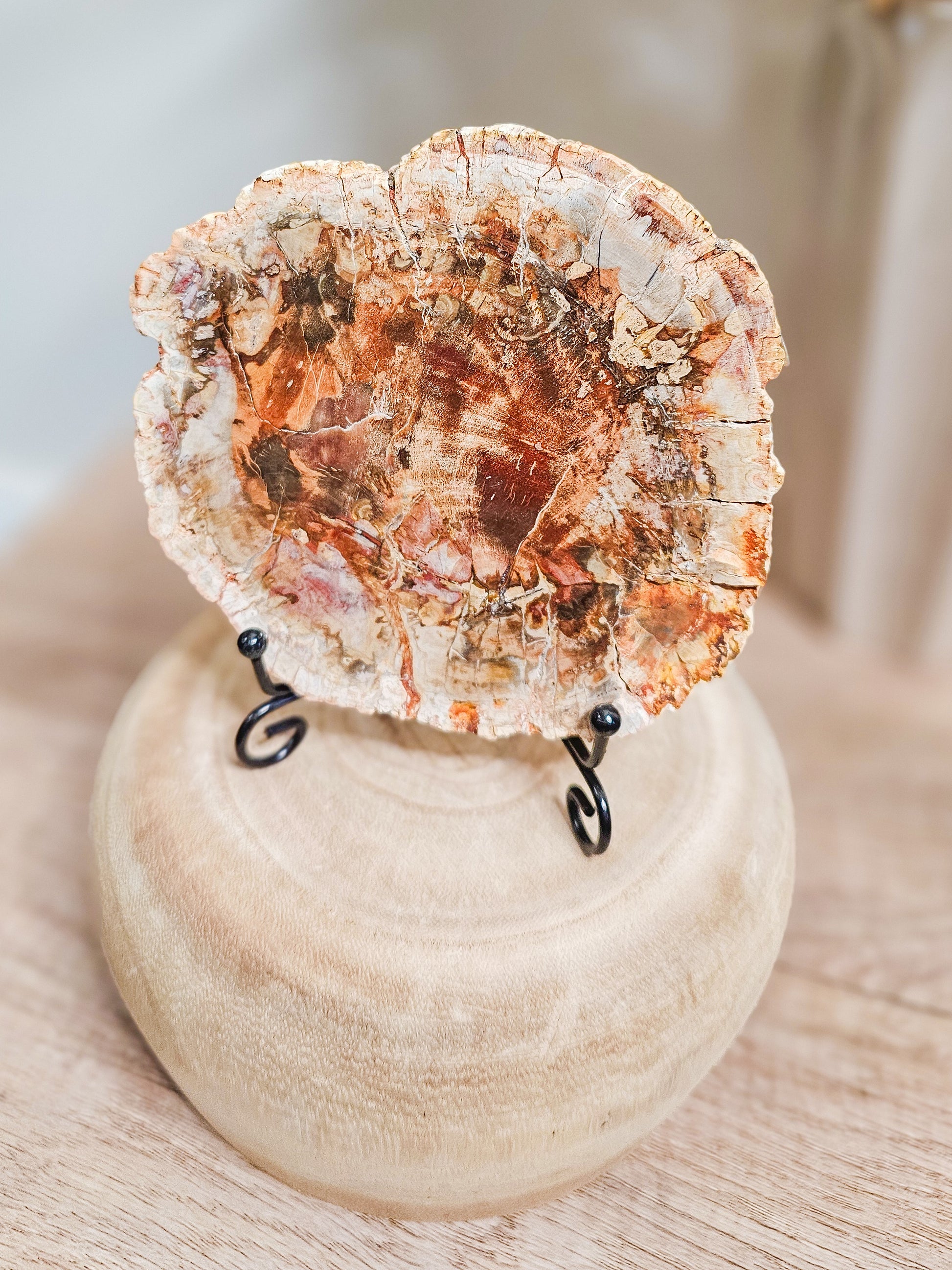 Ancient petrified wood crystal slab in natural earth tones, fossil wood preserved through mineralisation