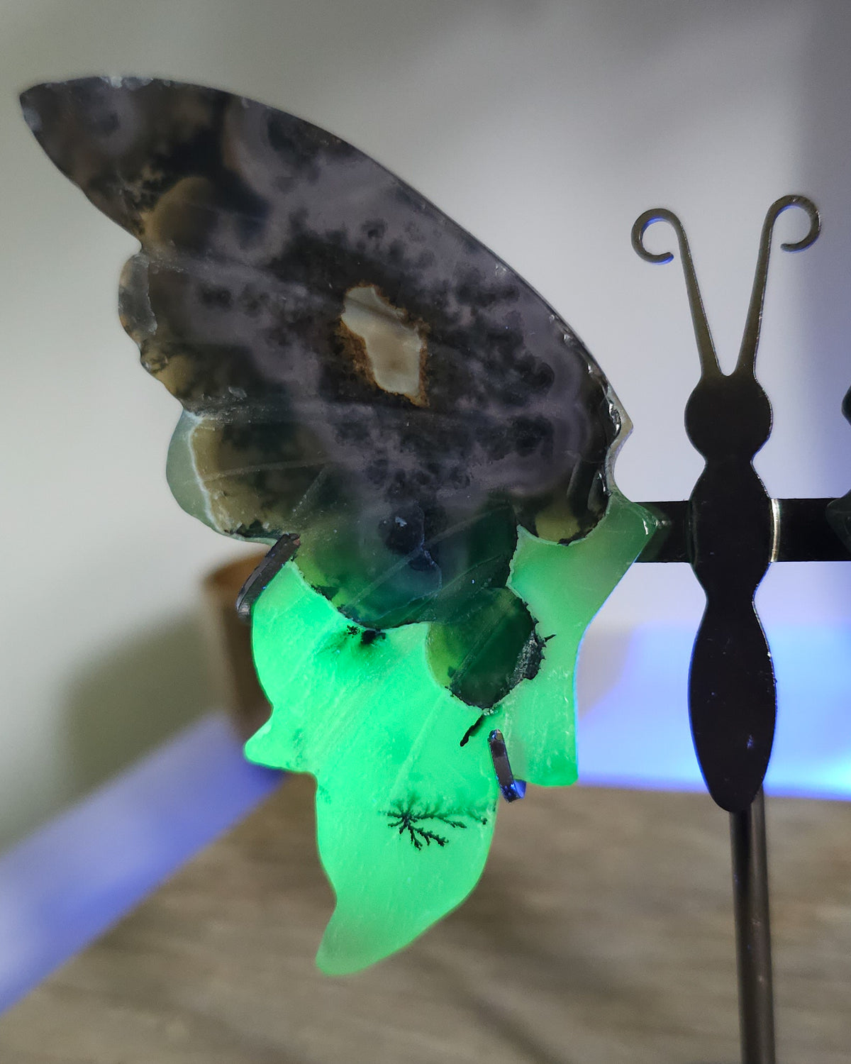 Fluorescent Volcano Agate butterfly wings with natural dendritic inclusions on a black metal stand, glowing green under UV light.