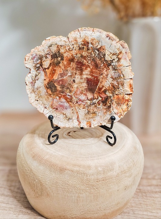 Petrified Wood Slab