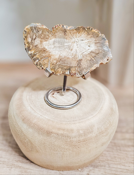 Petrified Wood Slab